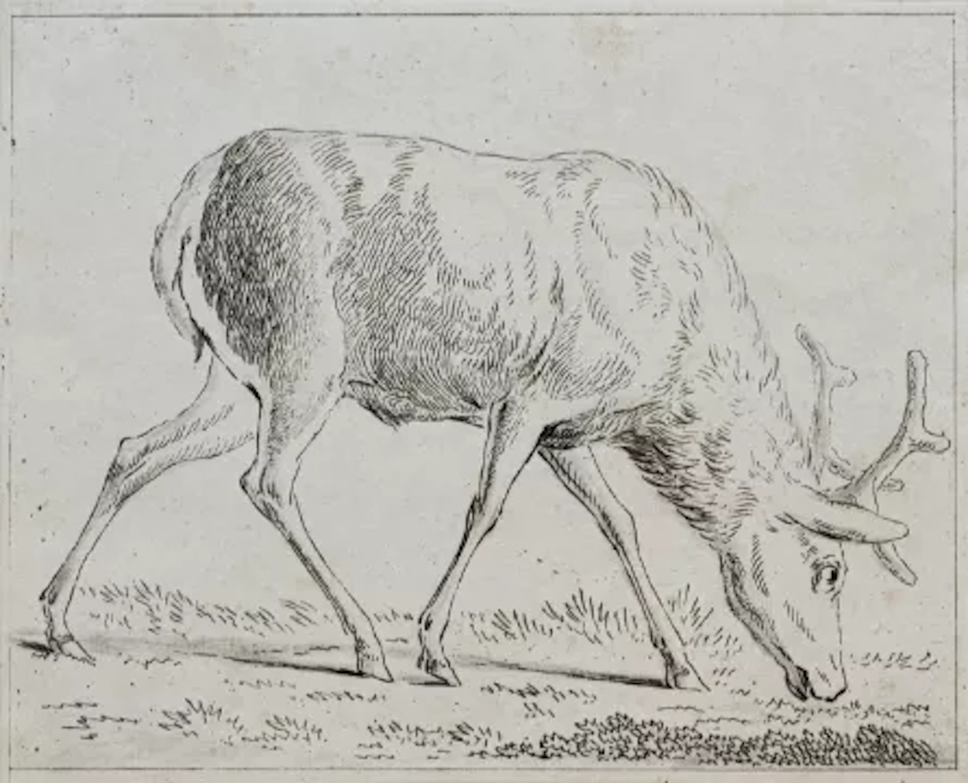 Tischbein - 20 Radierungen Reh