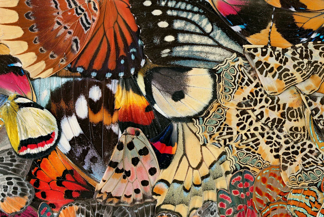 NATHALIA EDENMONT, Precious, 2015