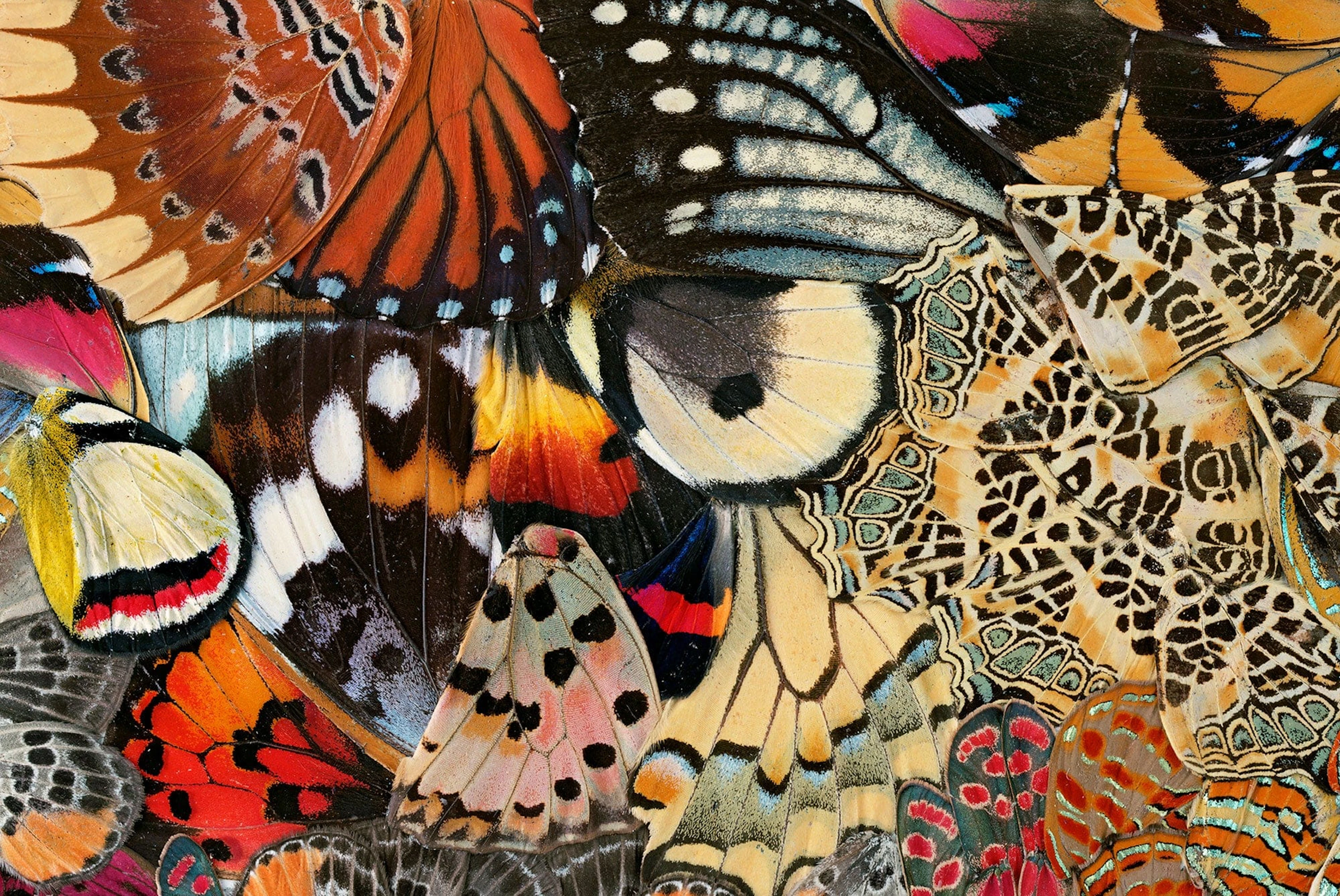 NATHALIA EDENMONT, Precious, 2015