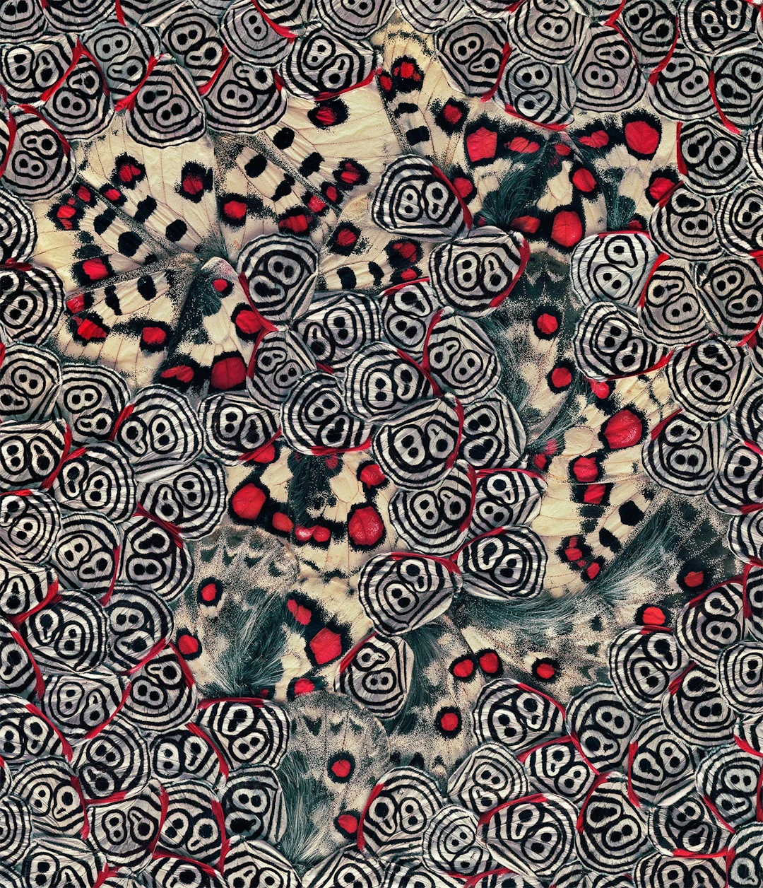 NATHALIA EDENMONT, Seeing Spots, 2019