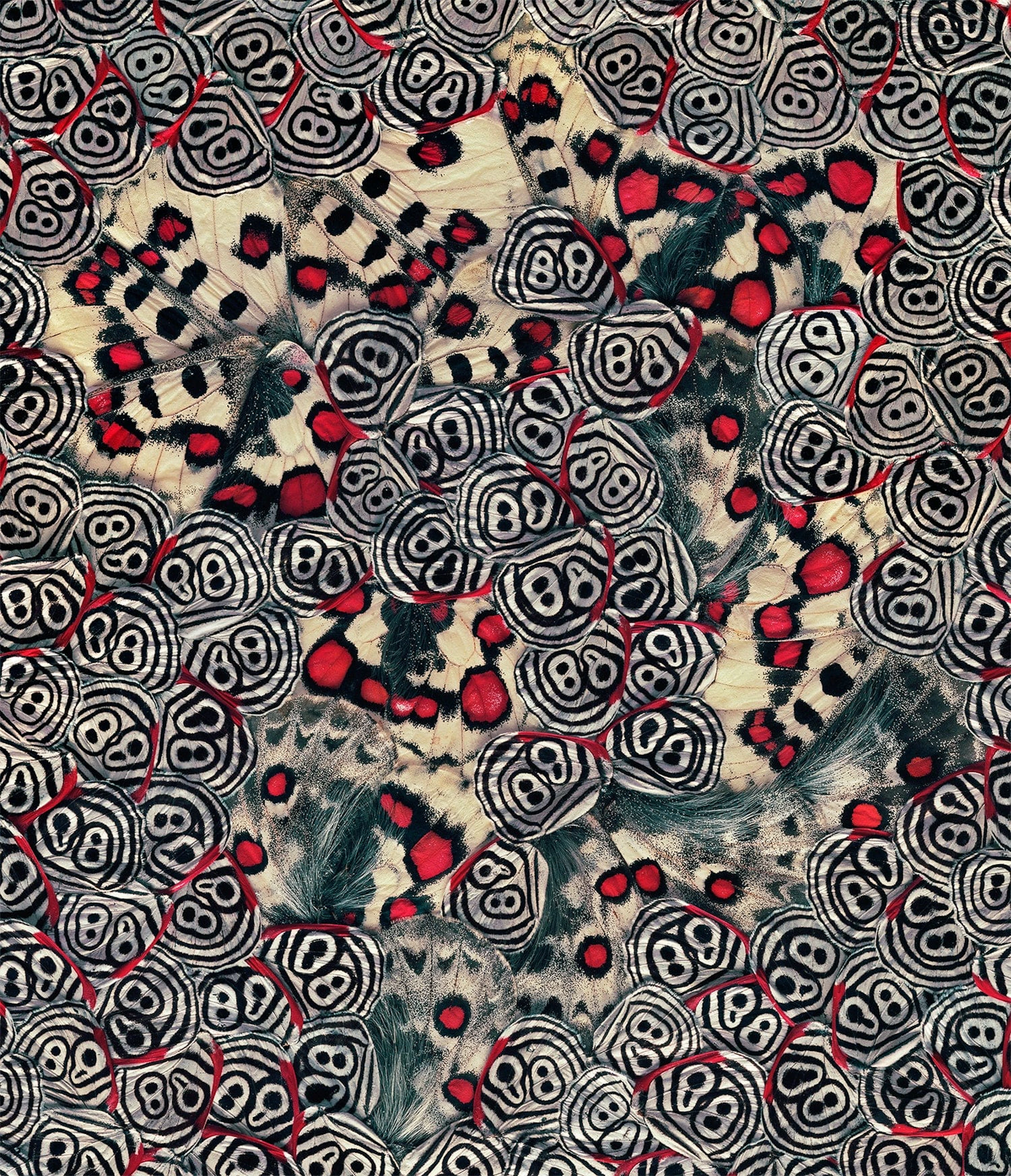 NATHALIA EDENMONT, Seeing Spots, 2019