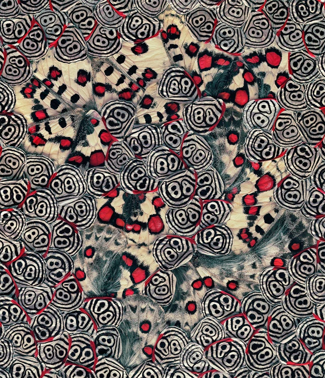 NATHALIA EDENMONT, Seeing Spots, 2019