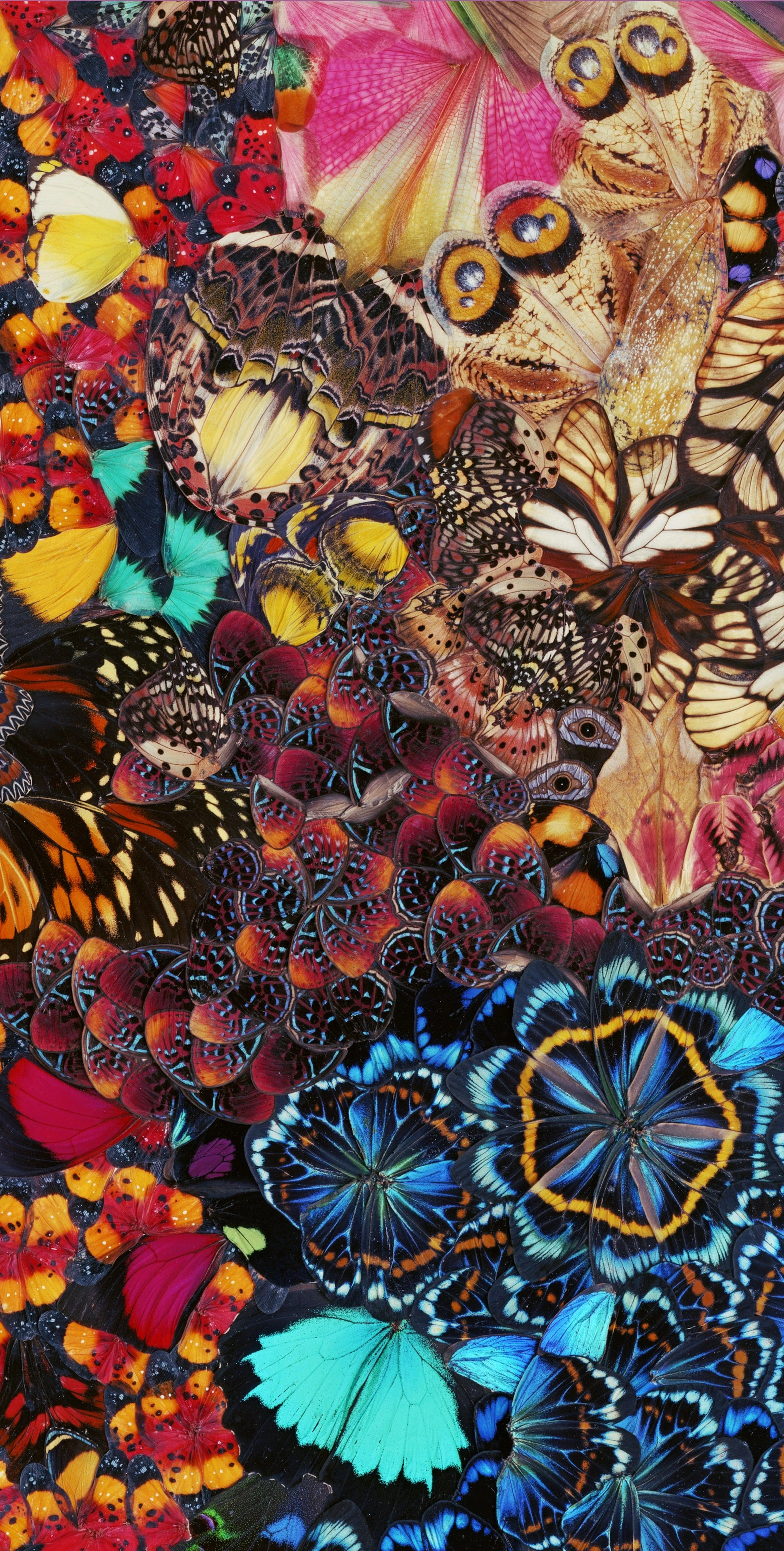 NATHALIA EDENMONT, Excitement, 2015
