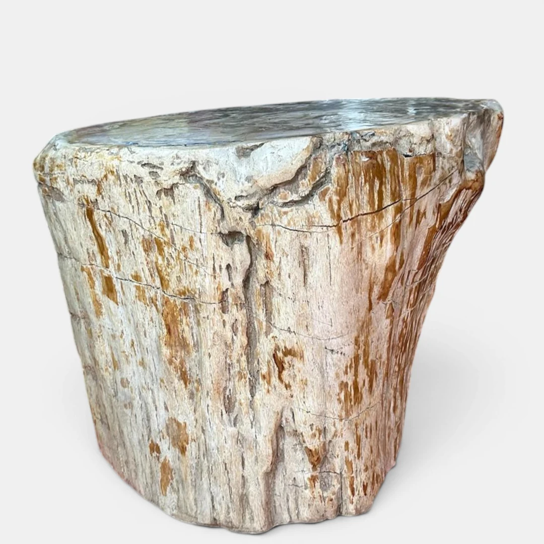 Large fossilized tree trunk, Pleistocene (2.59 million years old)
