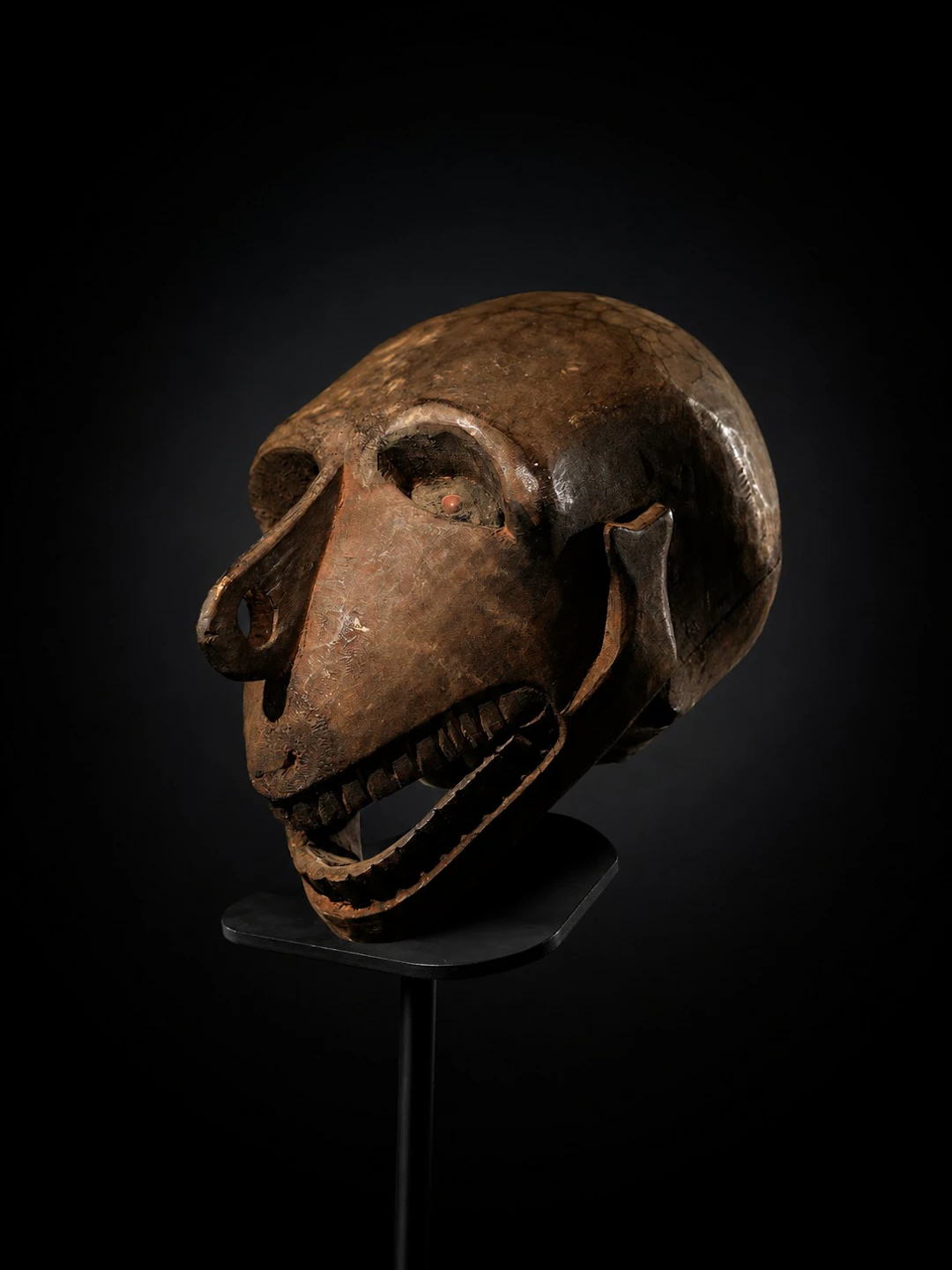 Very Rare Asmat Skull - New Guinea - early 20th century