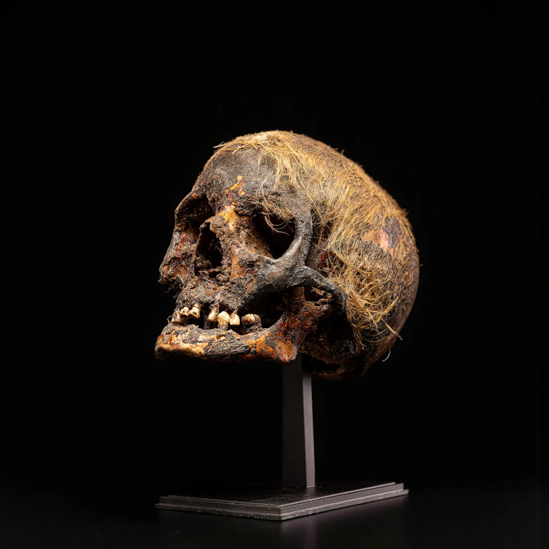 Ancient Egyptian skull with remains of hair, Roman period (1st century