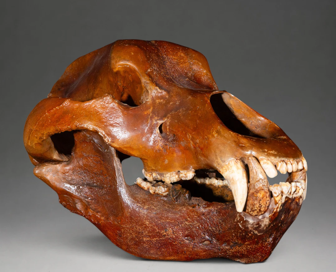 Very Rare Complete Fossil Skull of a Cave Bear - Romania - Upper Pleistocene