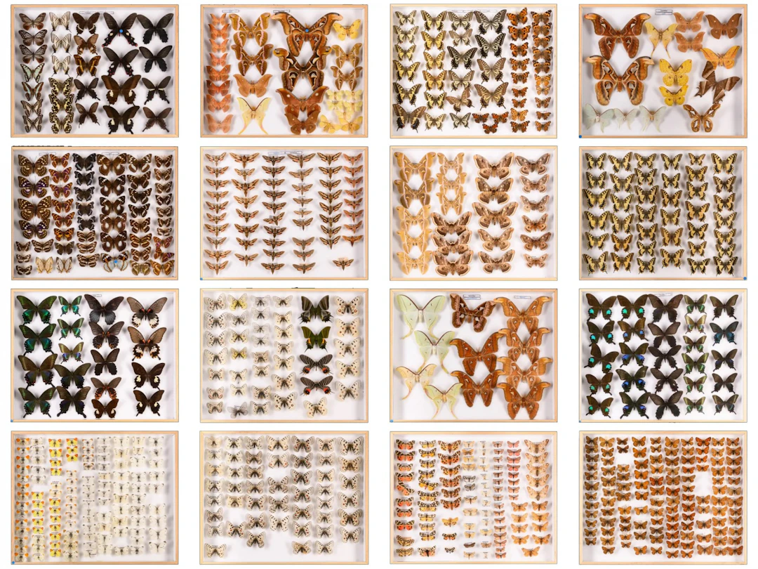 Antique collection of stuffed butterflies, restored and pest-free, 20th century