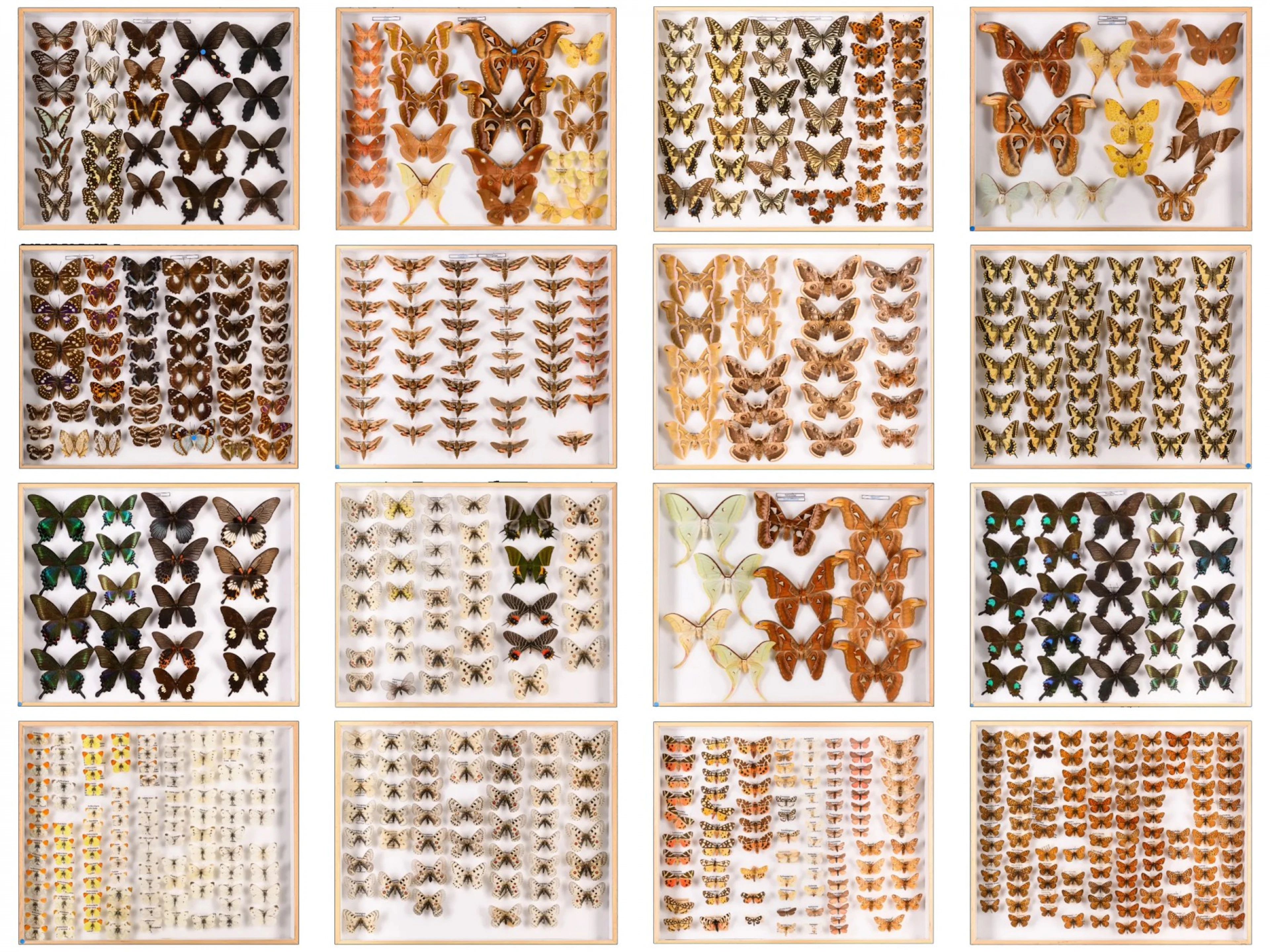 Antique collection of stuffed butterflies, restored and pest-free, 20th century