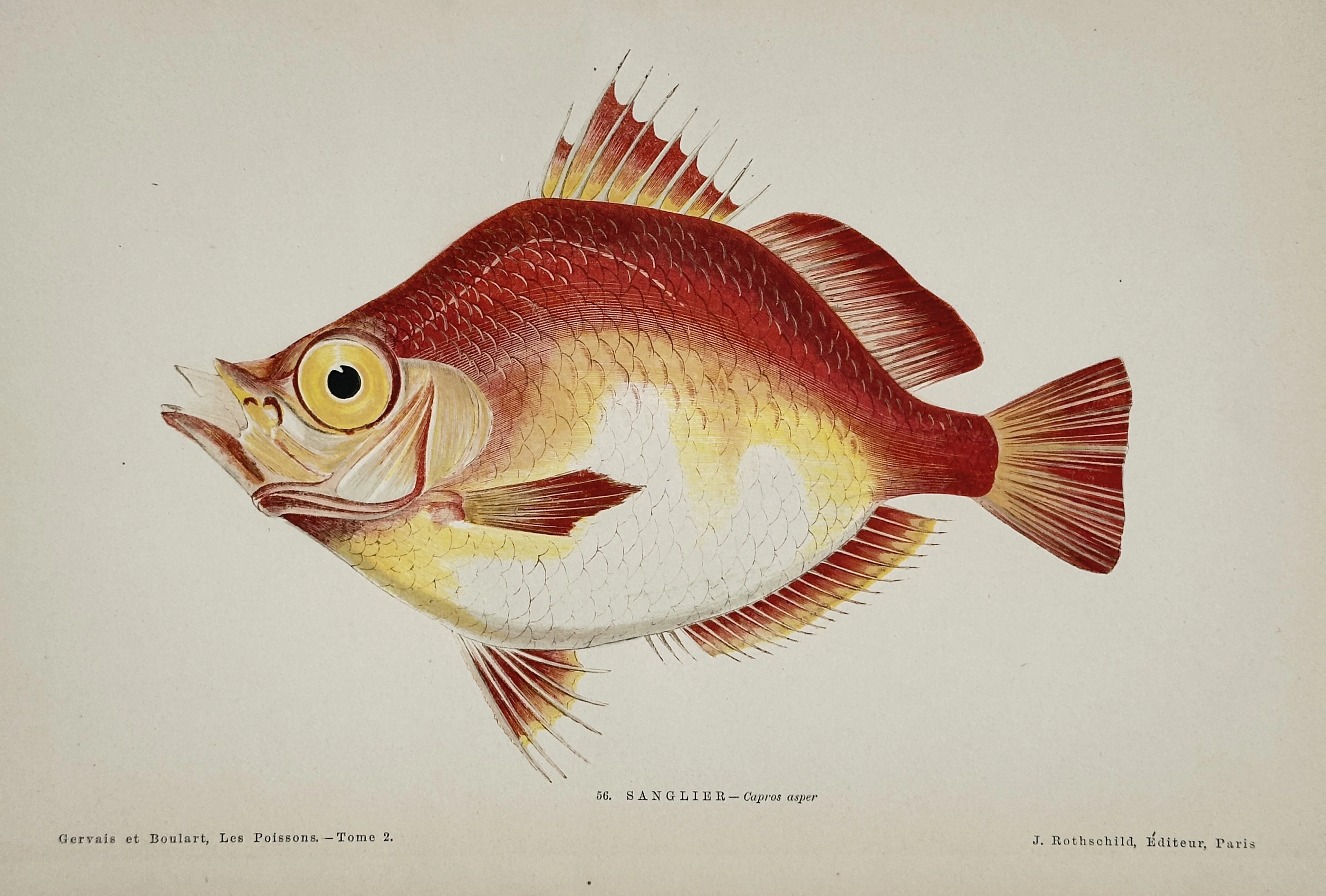 Jules Rothschild (c. 1838–1912) – Boarfish (Capros aper) – Chromolithograph