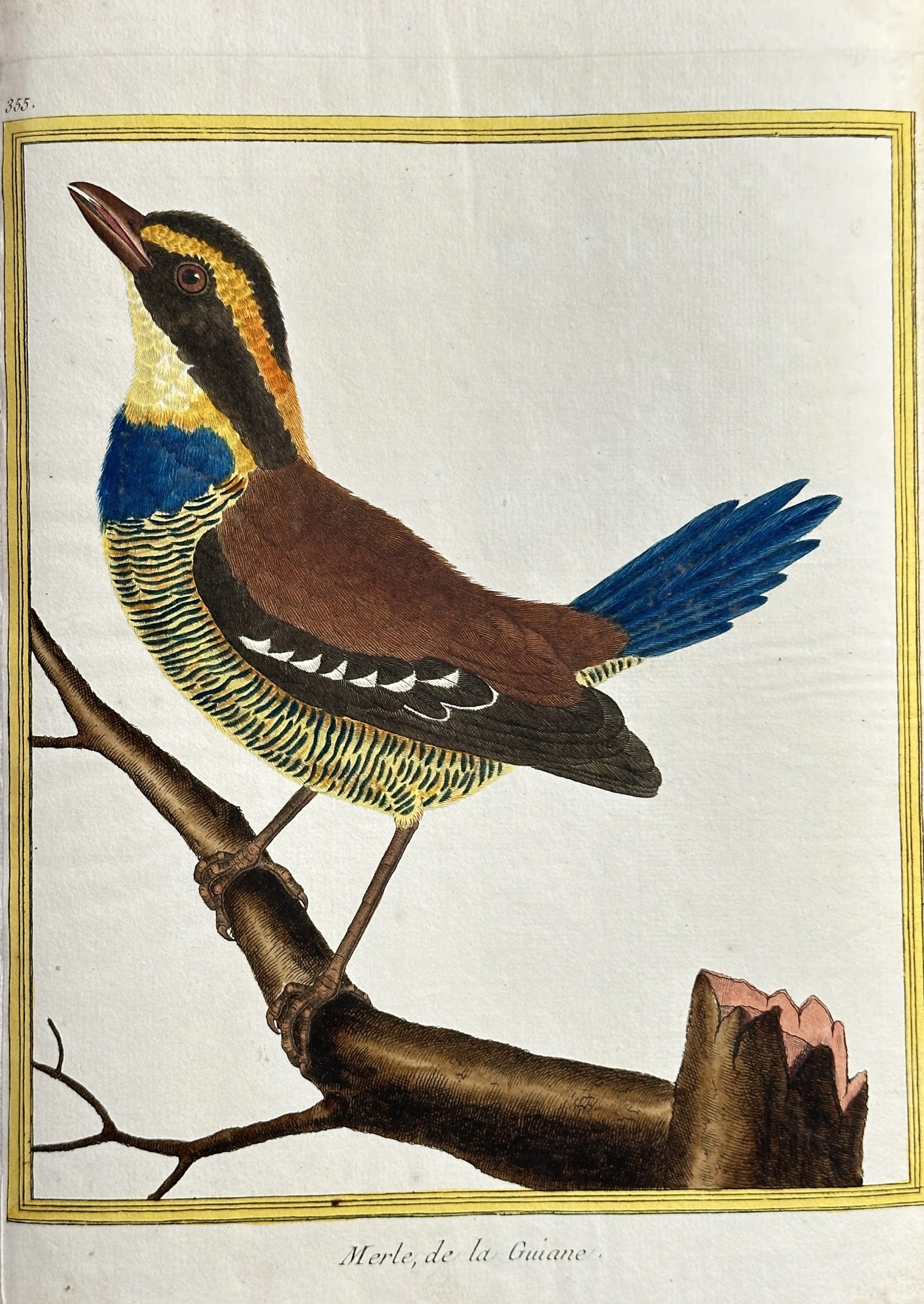 François Nicolas Martinet (c. 1725–1804) – Guiana Thrush (Merle, de