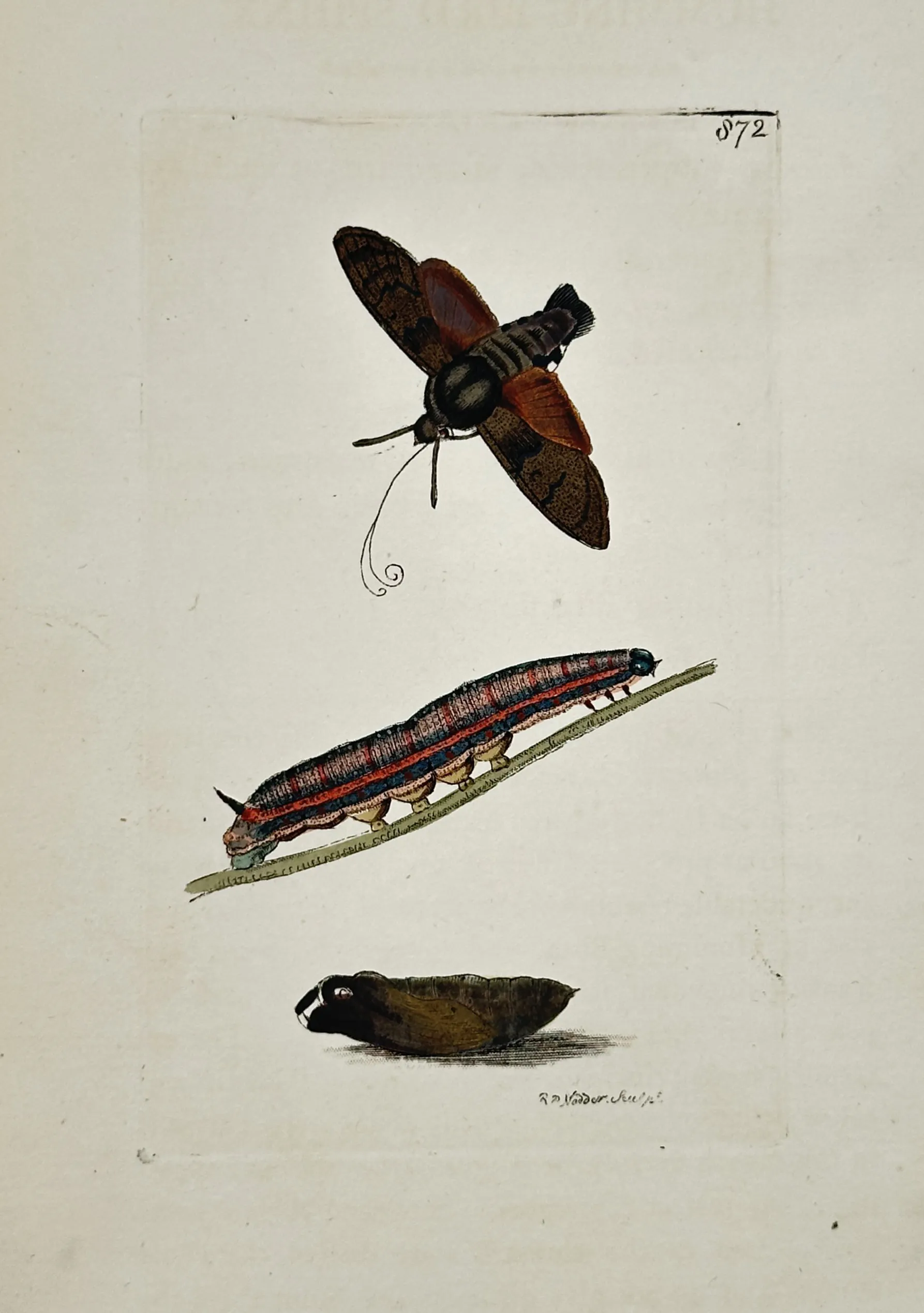 Richard Polydore Nodder (1774–1823) – Life Cycle of the Hummingbird ...