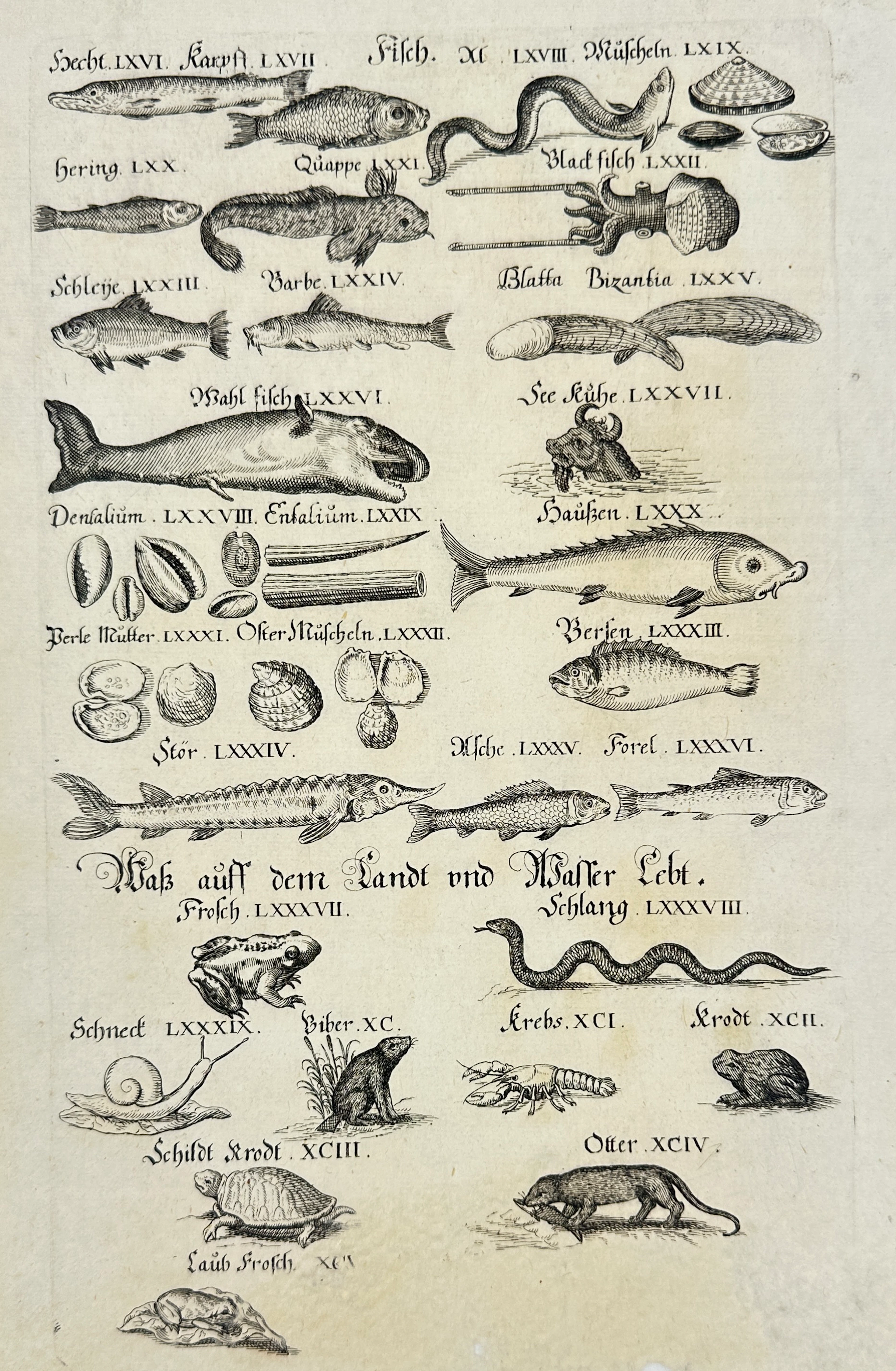 Johann Friedrich von Flemming (1670–1733) – Ichthyological and Aquatic