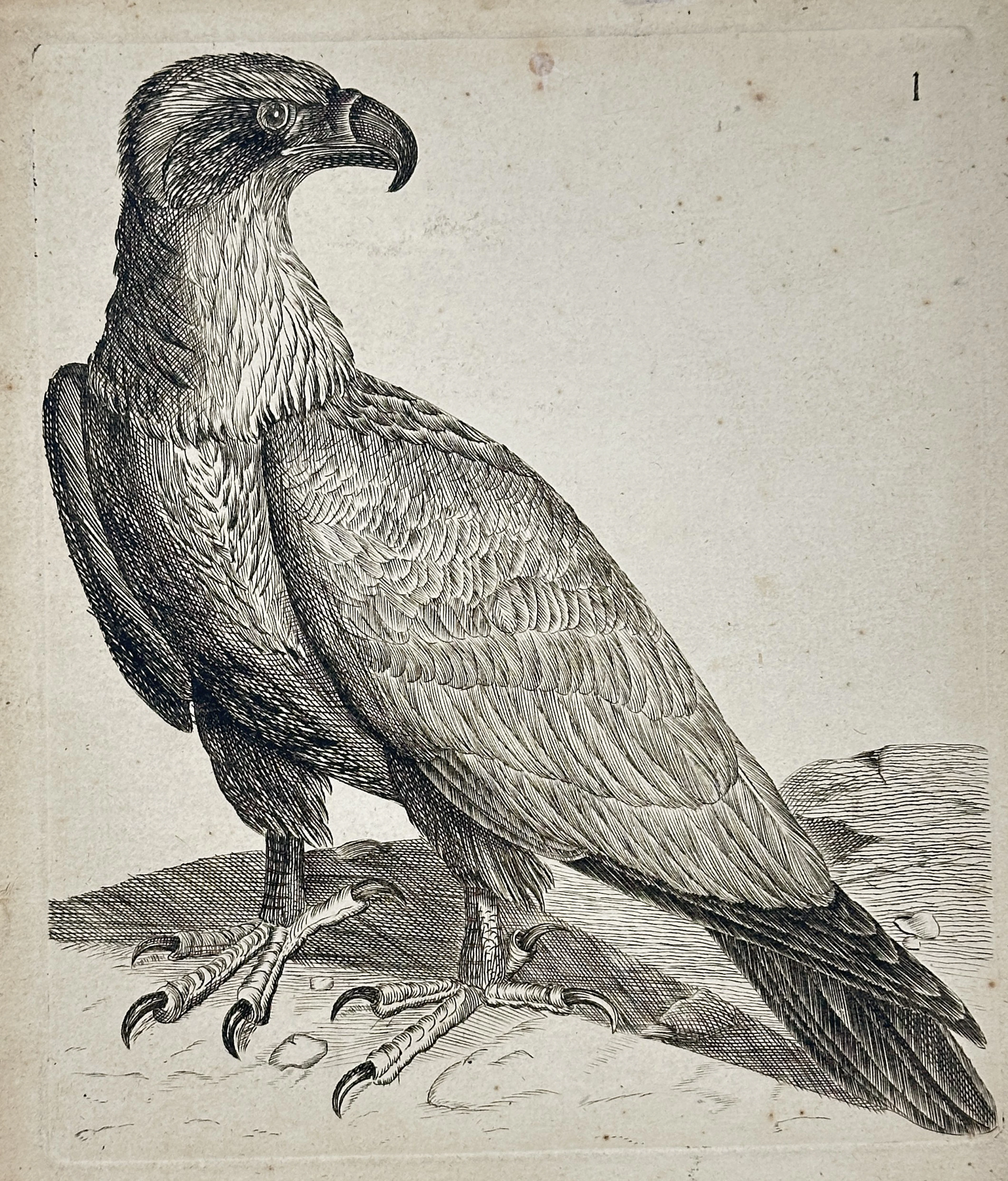 Francis Barlow (c. 1626–1704) – Study of an Eagle – Engraving (Late