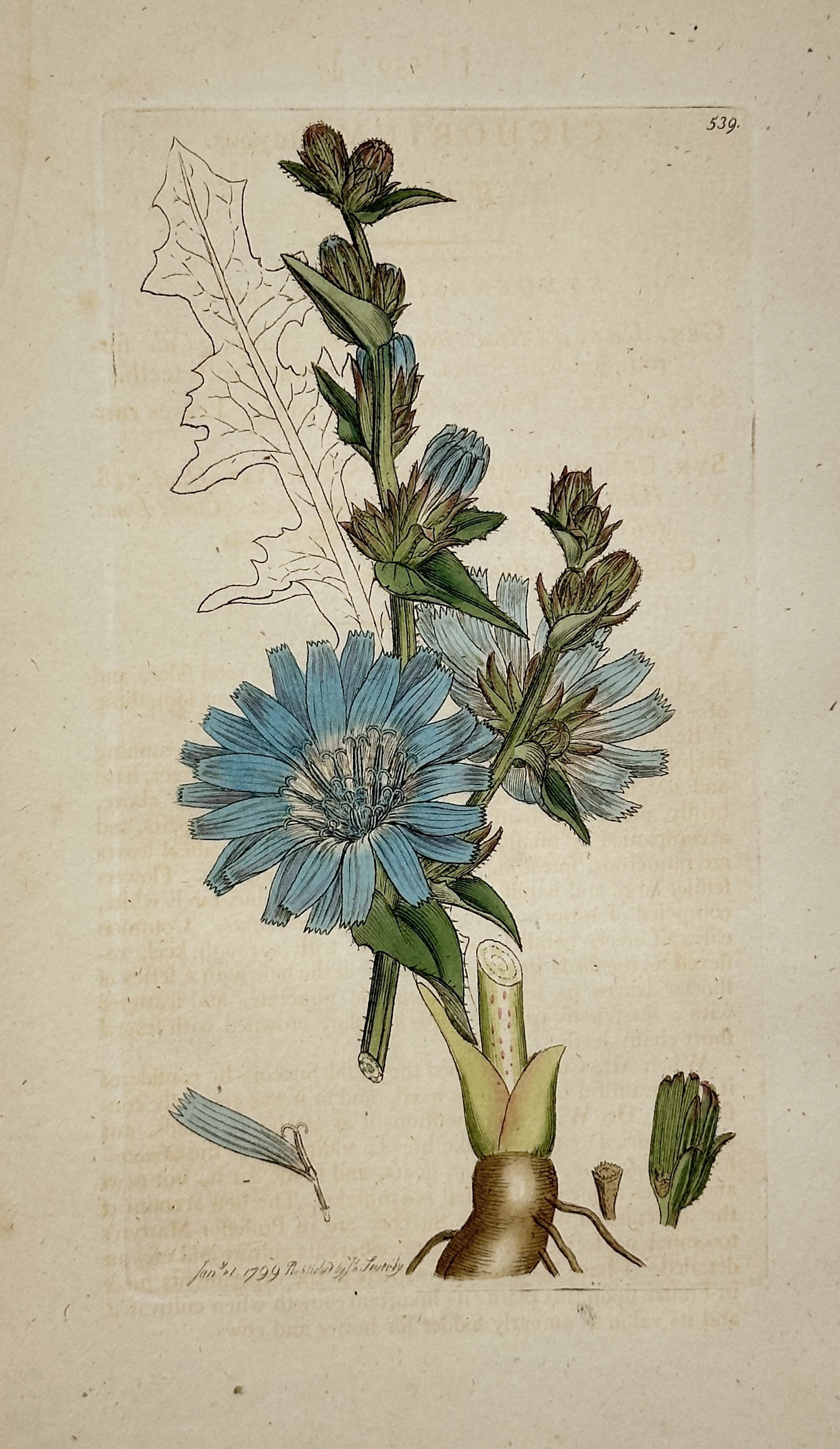 James Sowerby (1757–1822) – Chicory (Cichorium intybus) from English