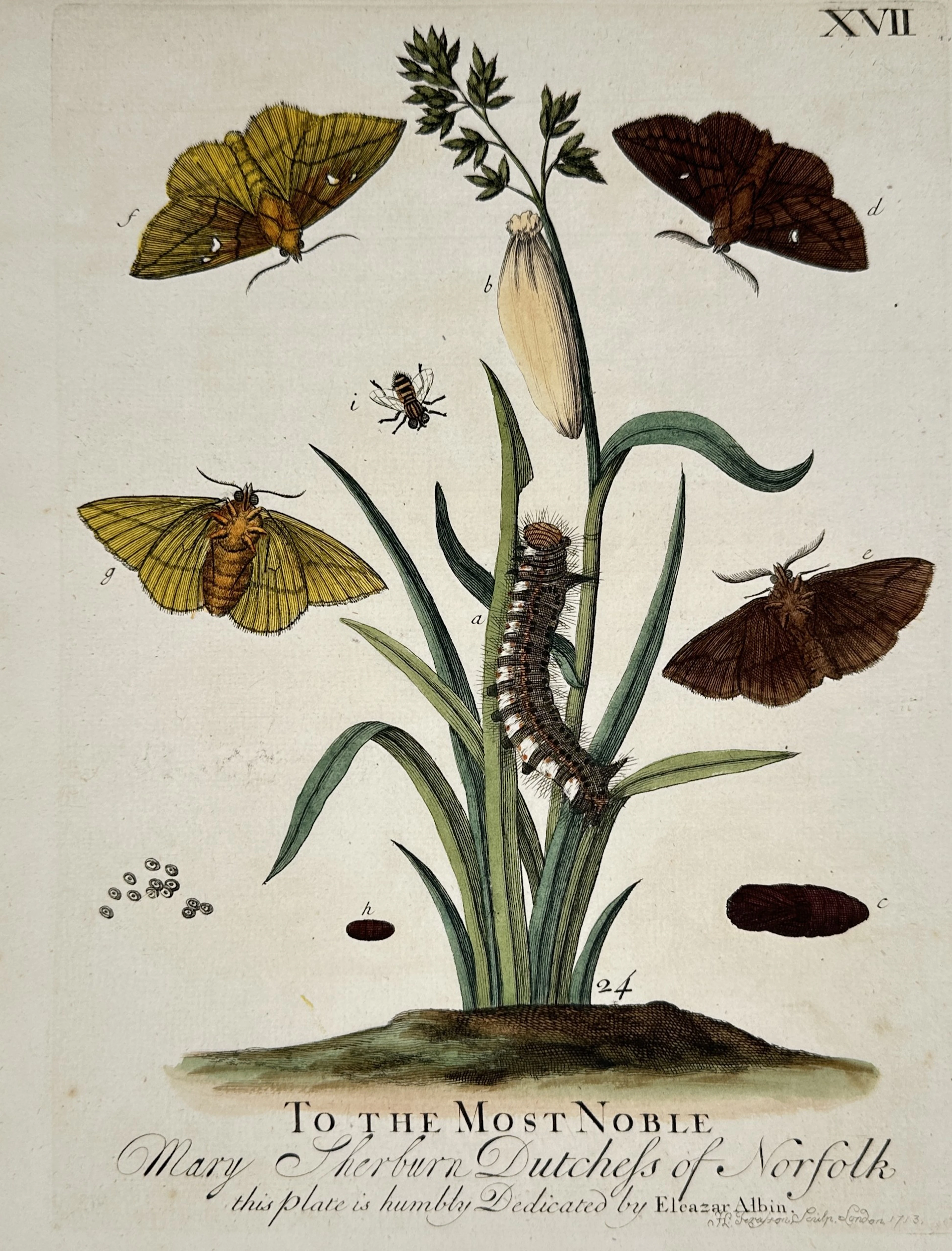 Eleazar Albin (1680-1742) – Various Moths and Caterpillars – Hand-coloured