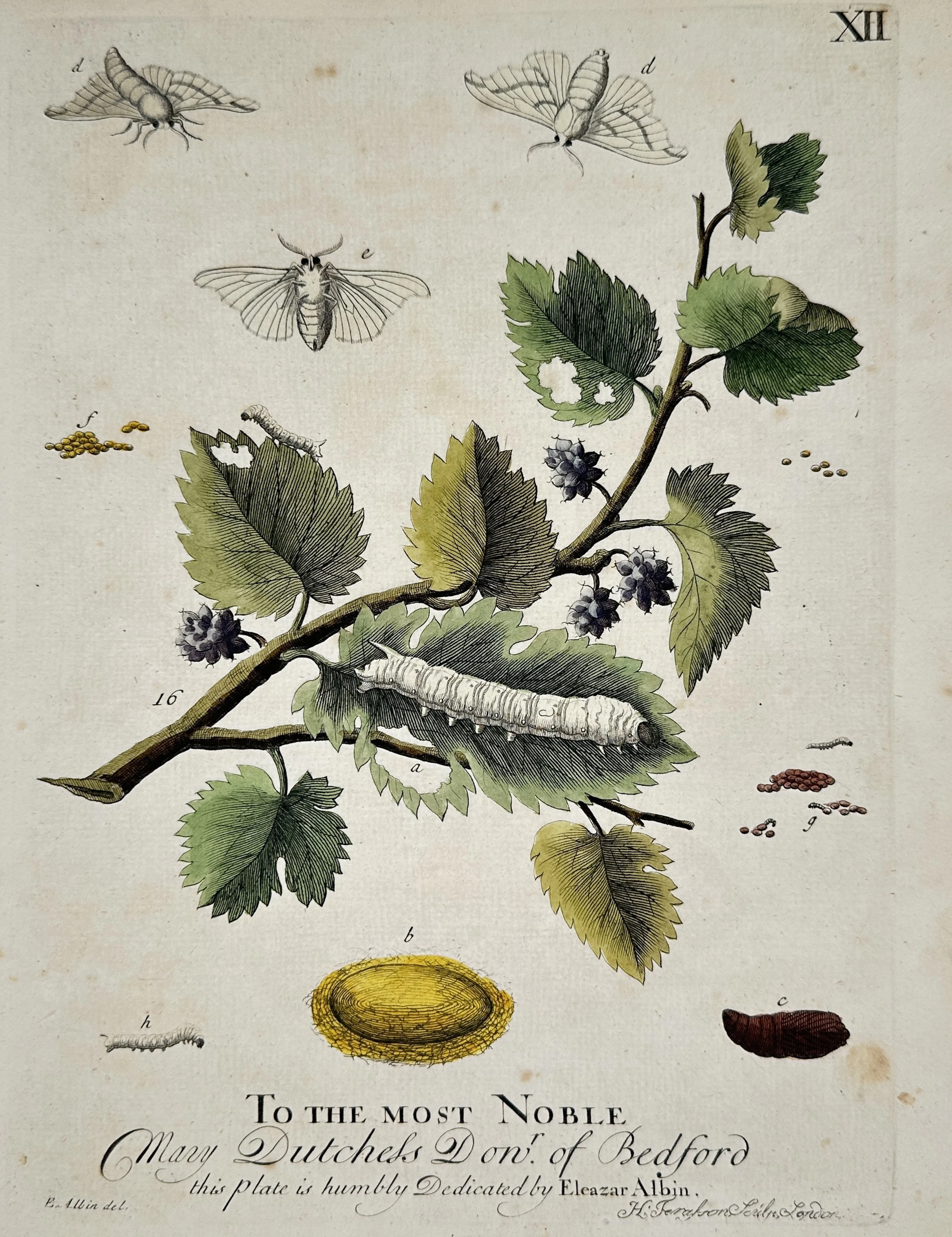 Eleazar Albin (1680-1742) – Studies of the Silkworm and Mulberry –