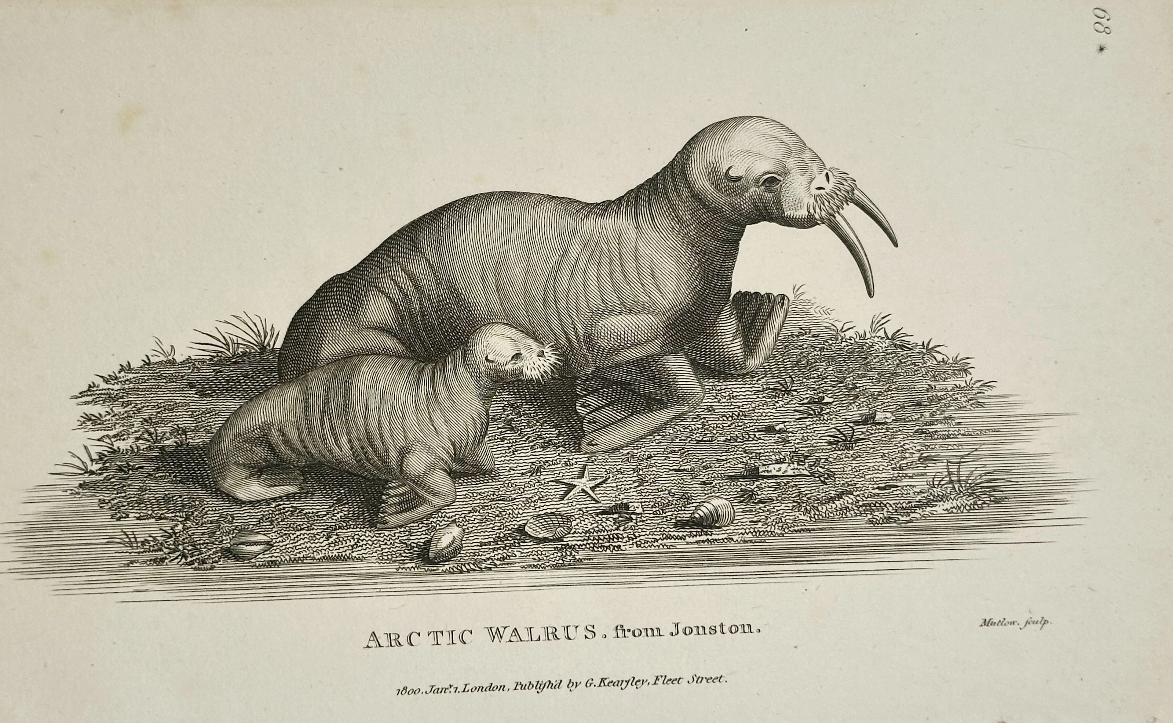 George Shaw (1751–1813) – Illustration of Arctic Walrus, from Jonston
