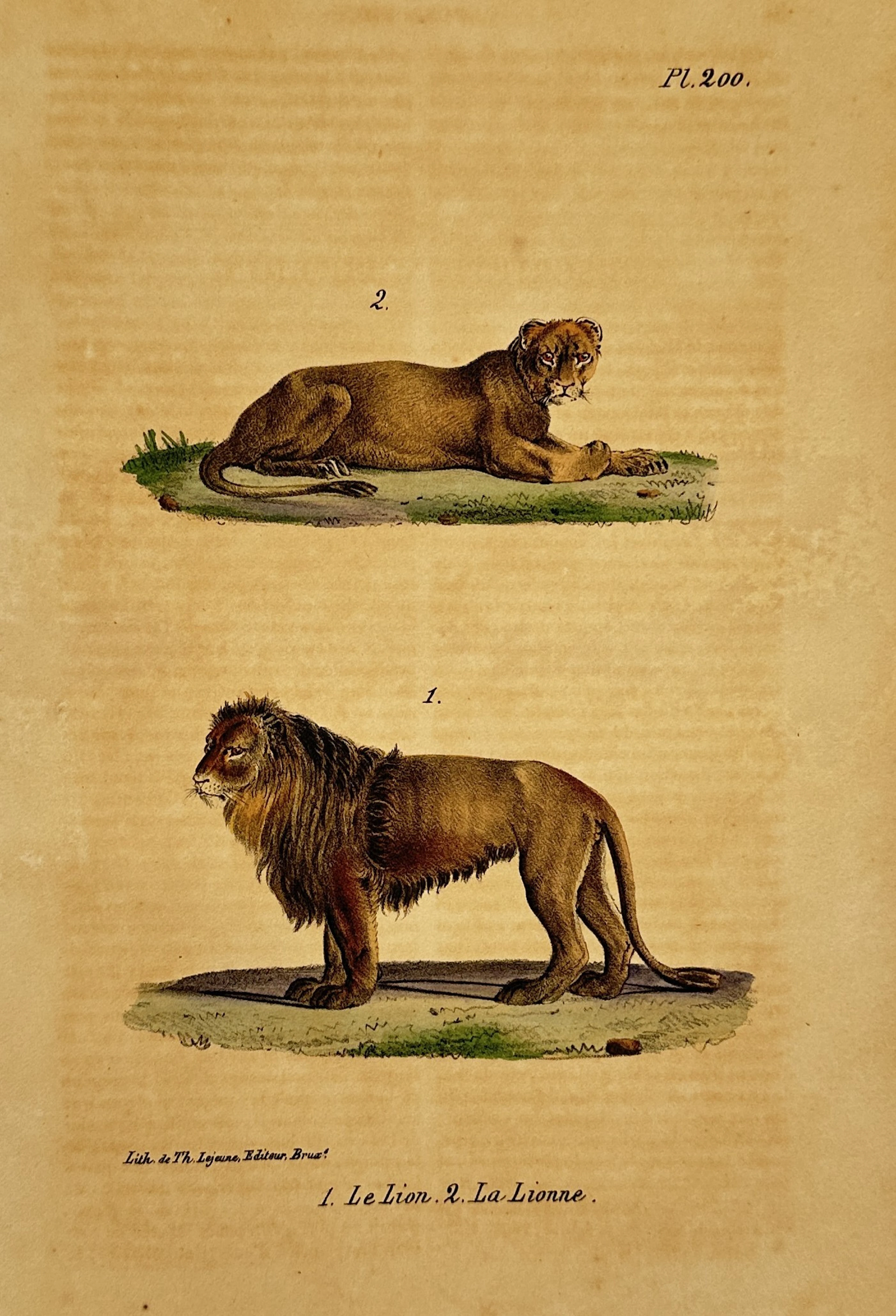 Georges-Louis Leclerc, Comte de Buffon (1707–1788) – Lion and Lioness