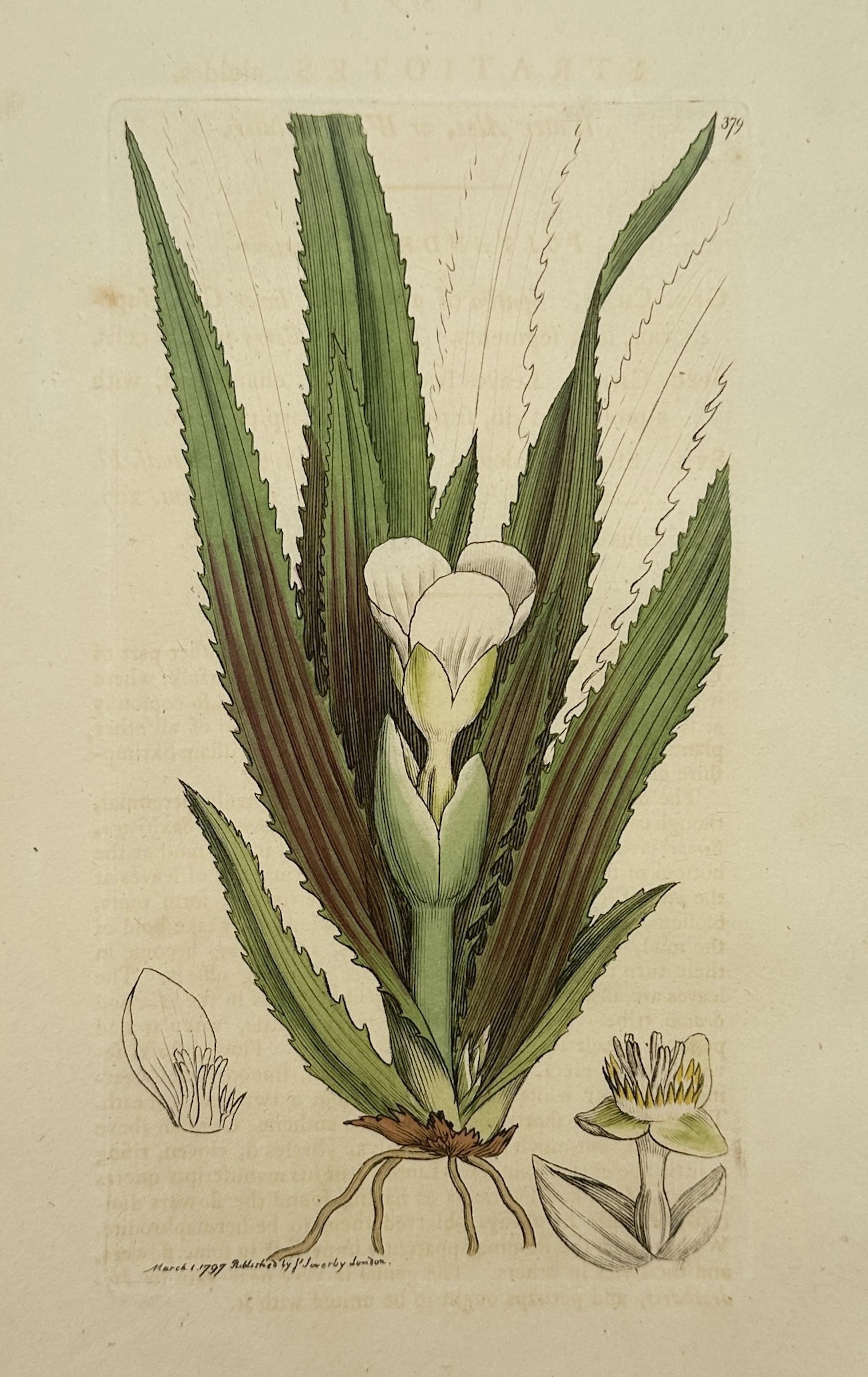 James Sowerby (1757–1822) – Botanical Study of the Water Soldier –