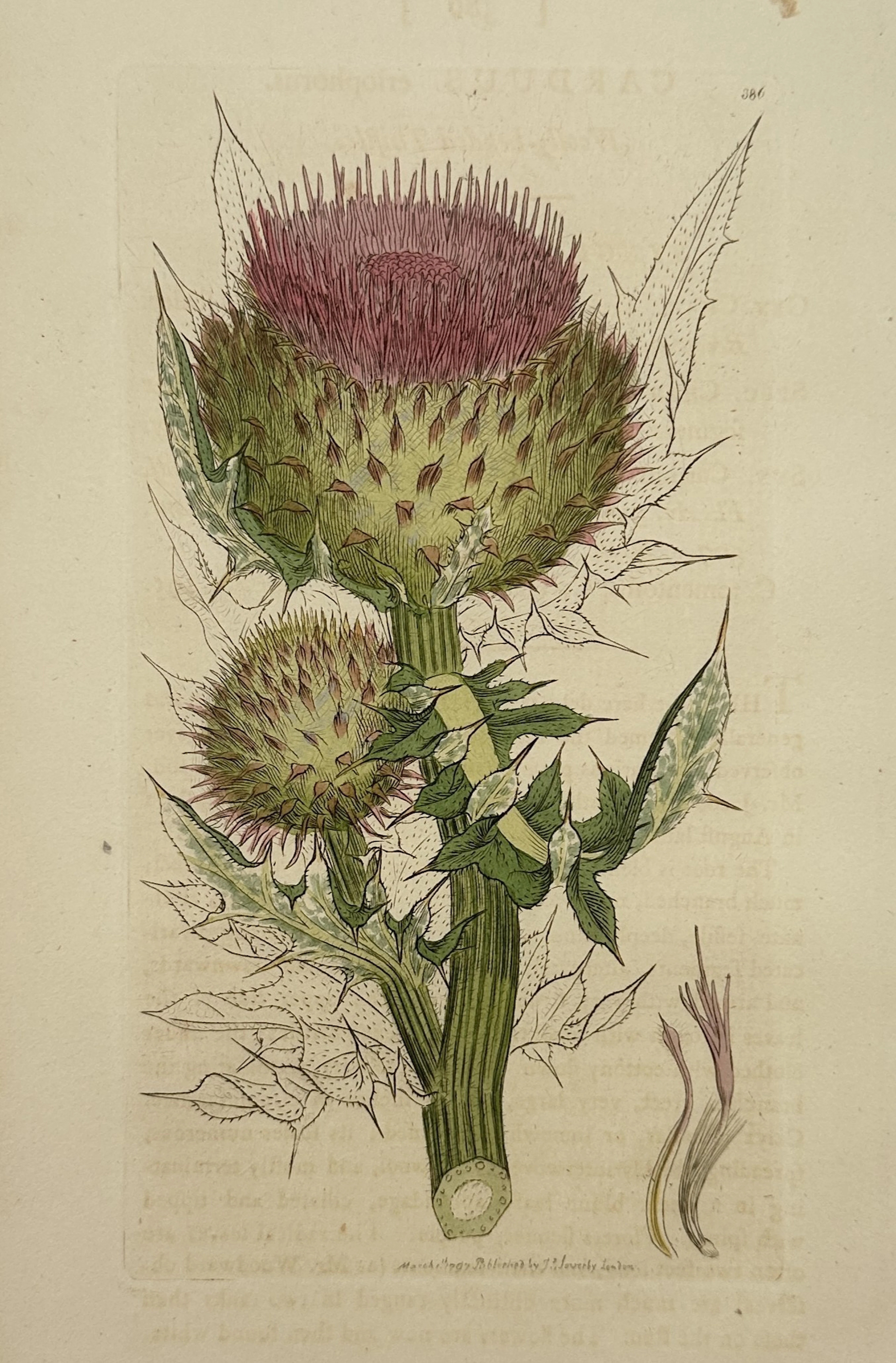 James Sowerby (1757–1822) – Botanical Study of the Musk Thistle –