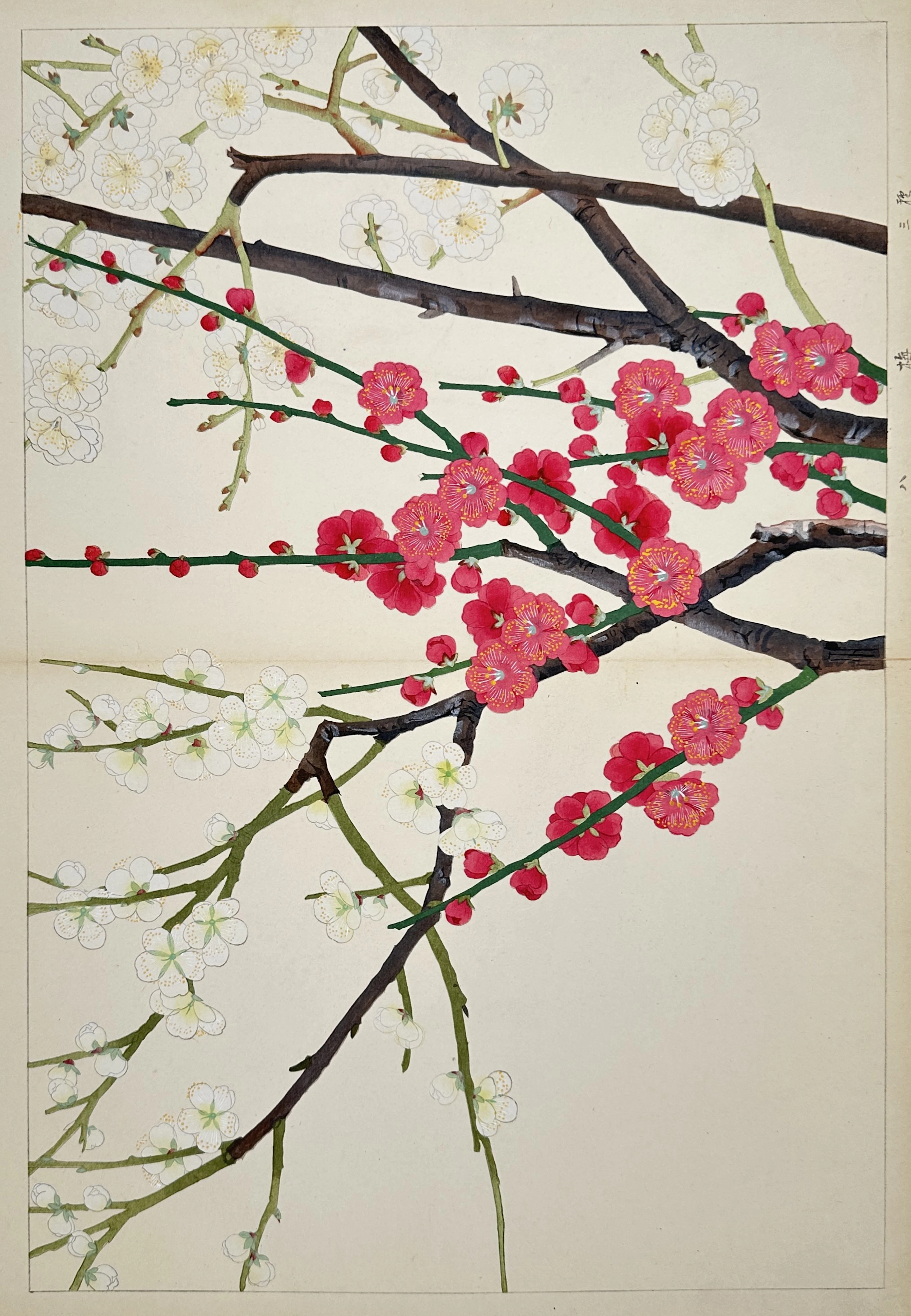 Tanigami Konan (1879–1928) – Flowering Plum Branches – Woodblock print (1923)