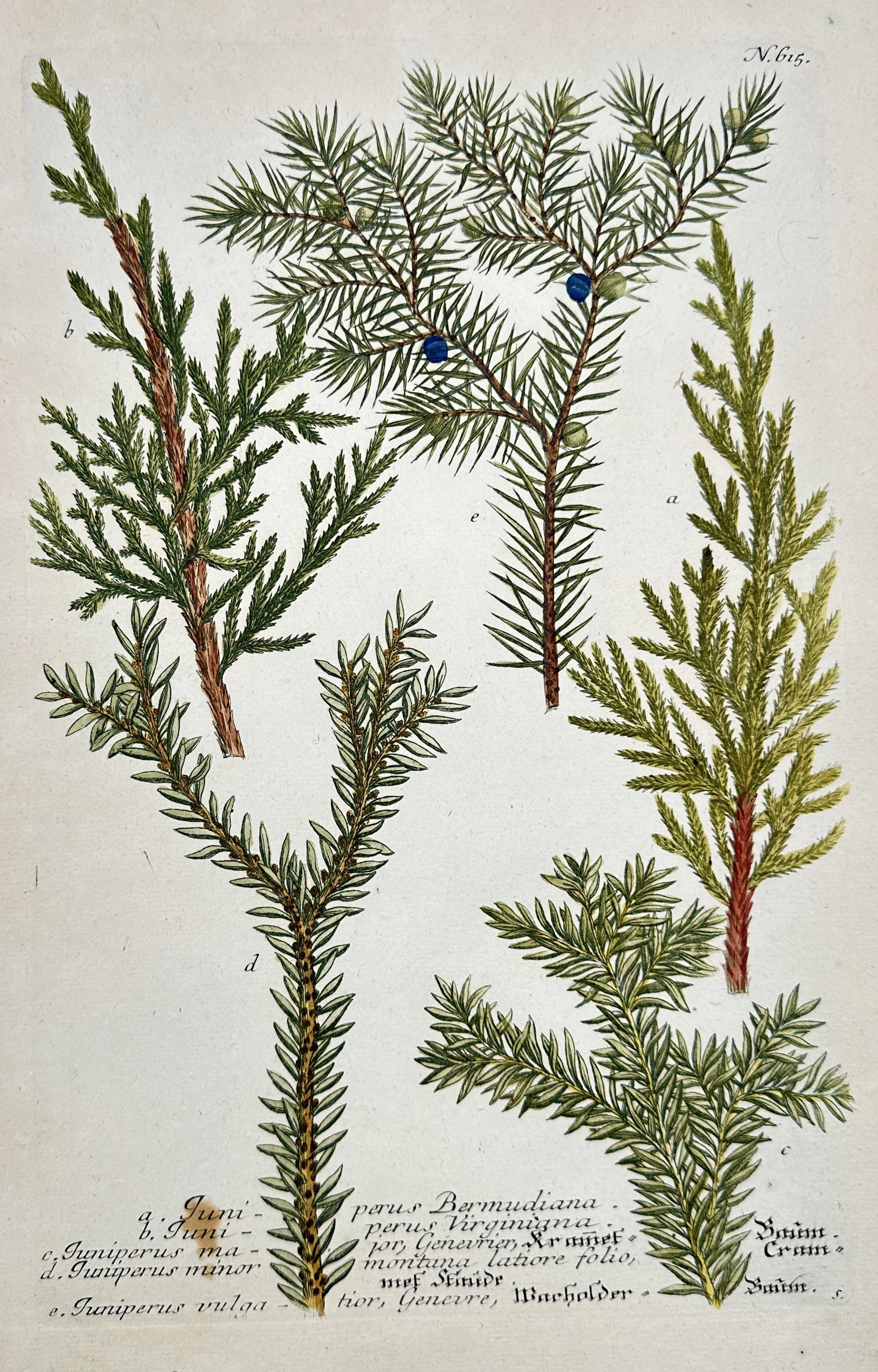Johann Wilhelm Weinmann (1683–1741) – Botanical Study of Juniper Species