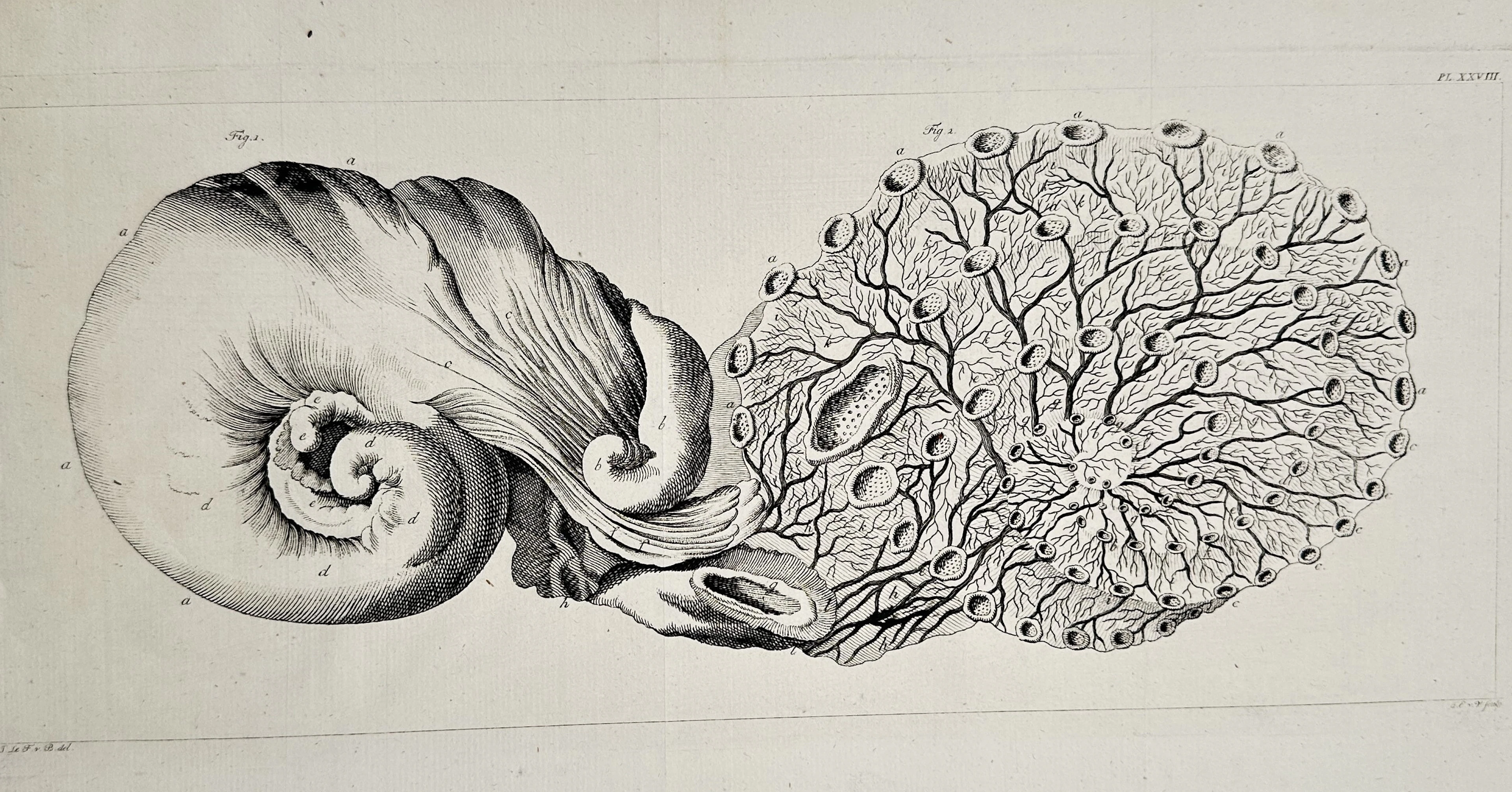 Marcello Malpighi (1628–1694) – Anatomical and Microscopic Structures