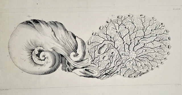 Marcello Malpighi (1628–1694) – Anatomical and Microscopic Structures
