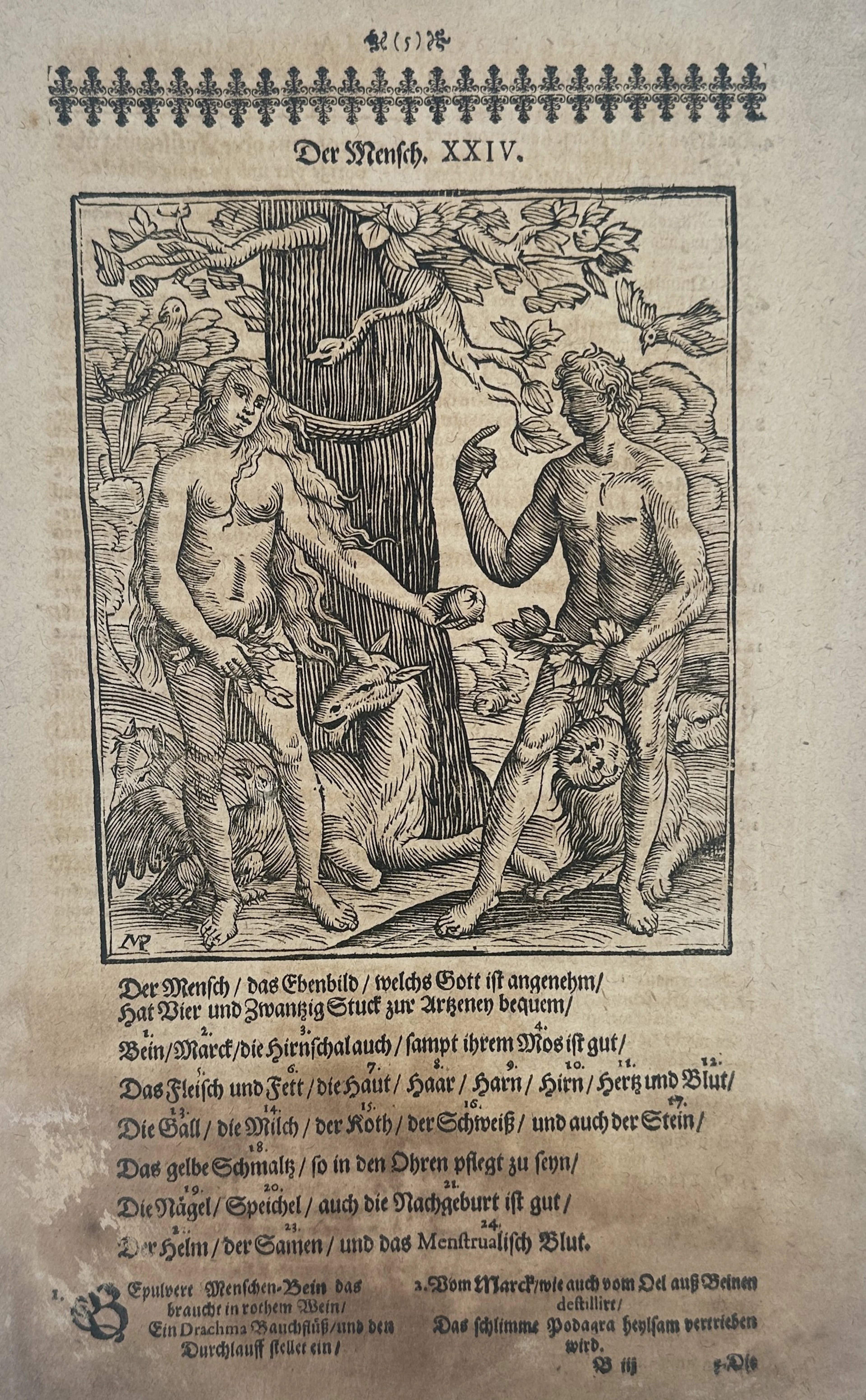 Ulisse Aldrovandi (1522-1605) – The Human Being – engraving (1648)