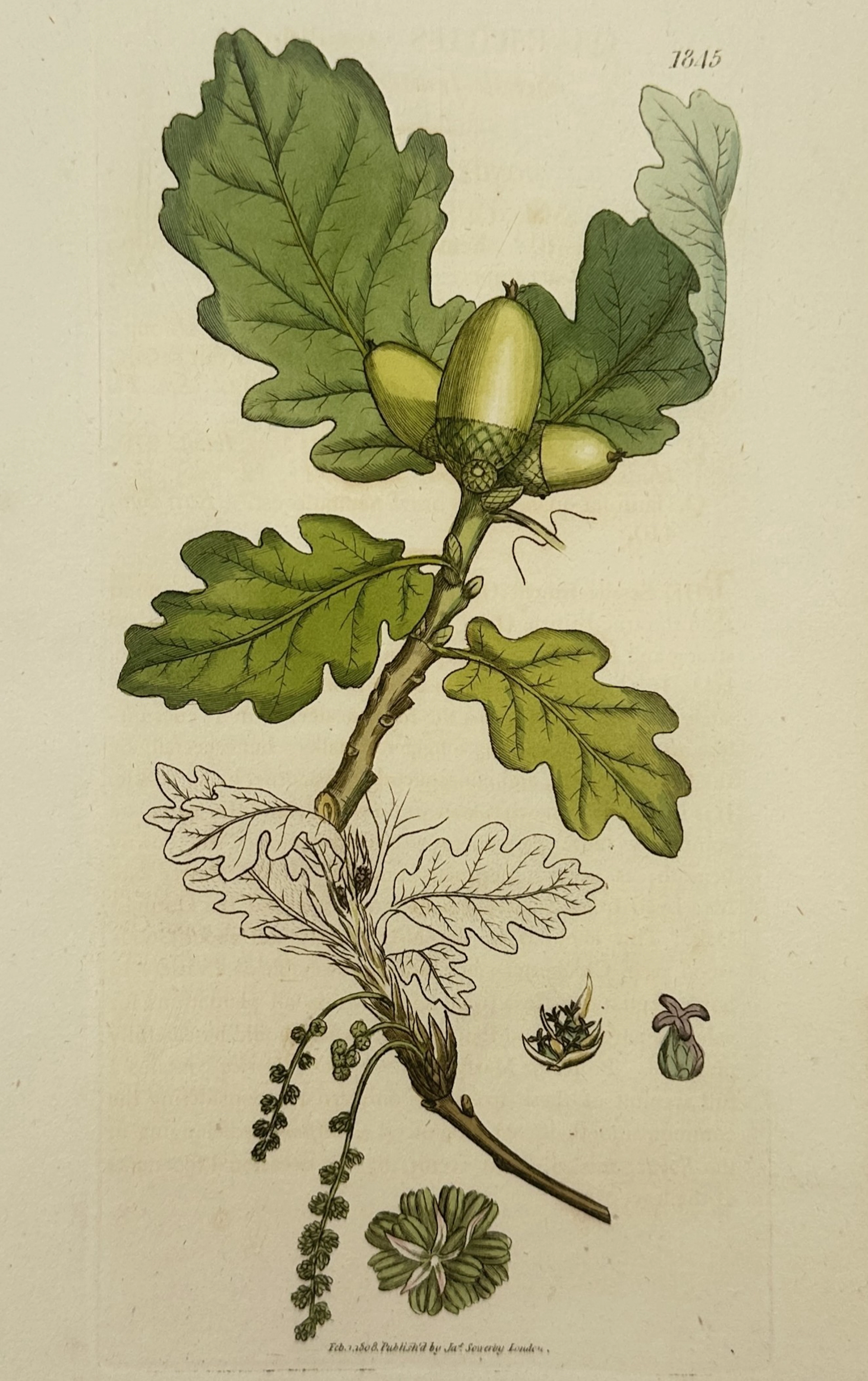 James Sowerby (1757–1822) – Botanical Study of the Turkey Oak – Hand-coloured