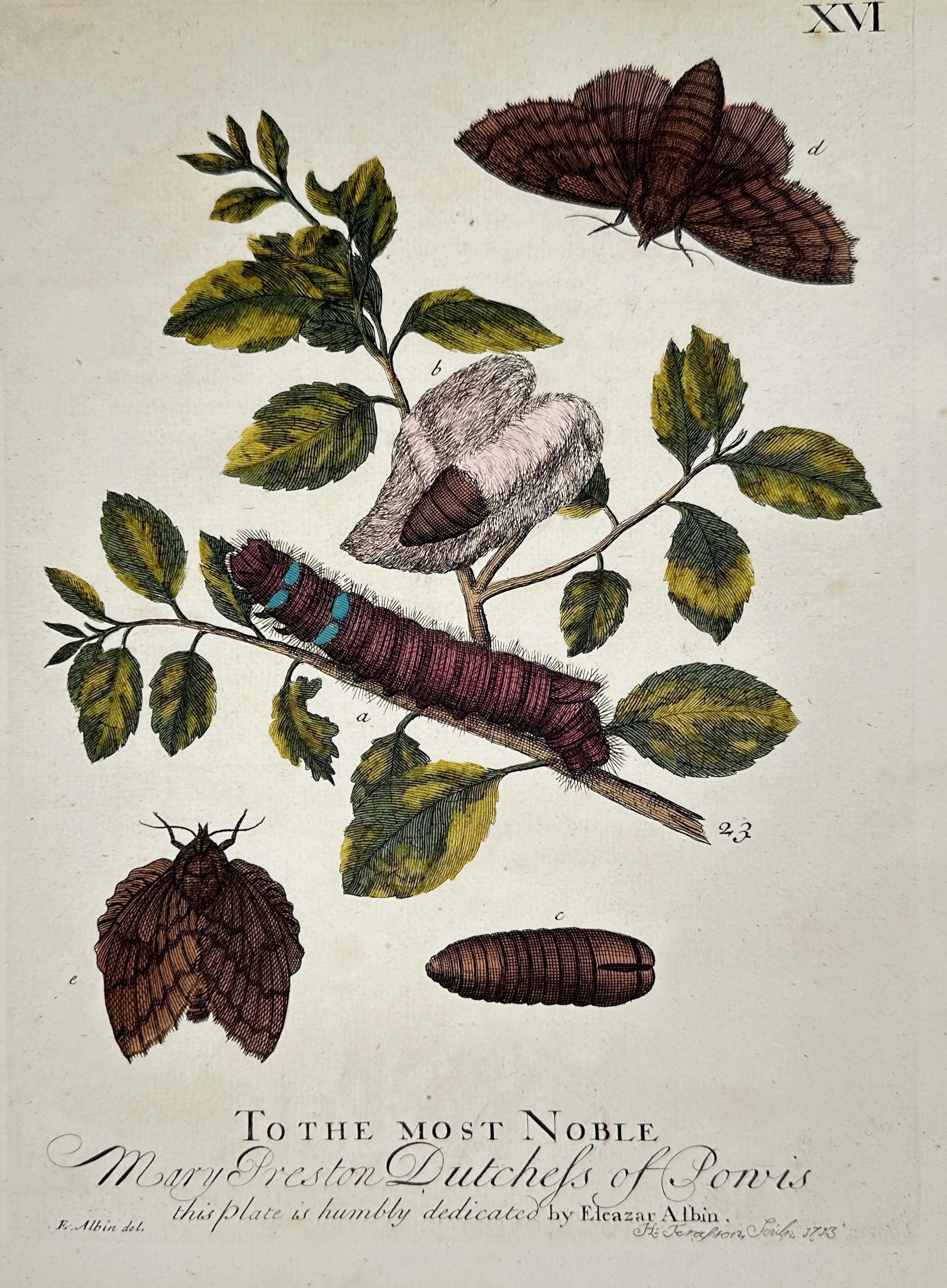 Eleazar Albin (1680-1742) – Studies of Moths and Caterpillars – Hand-coloured