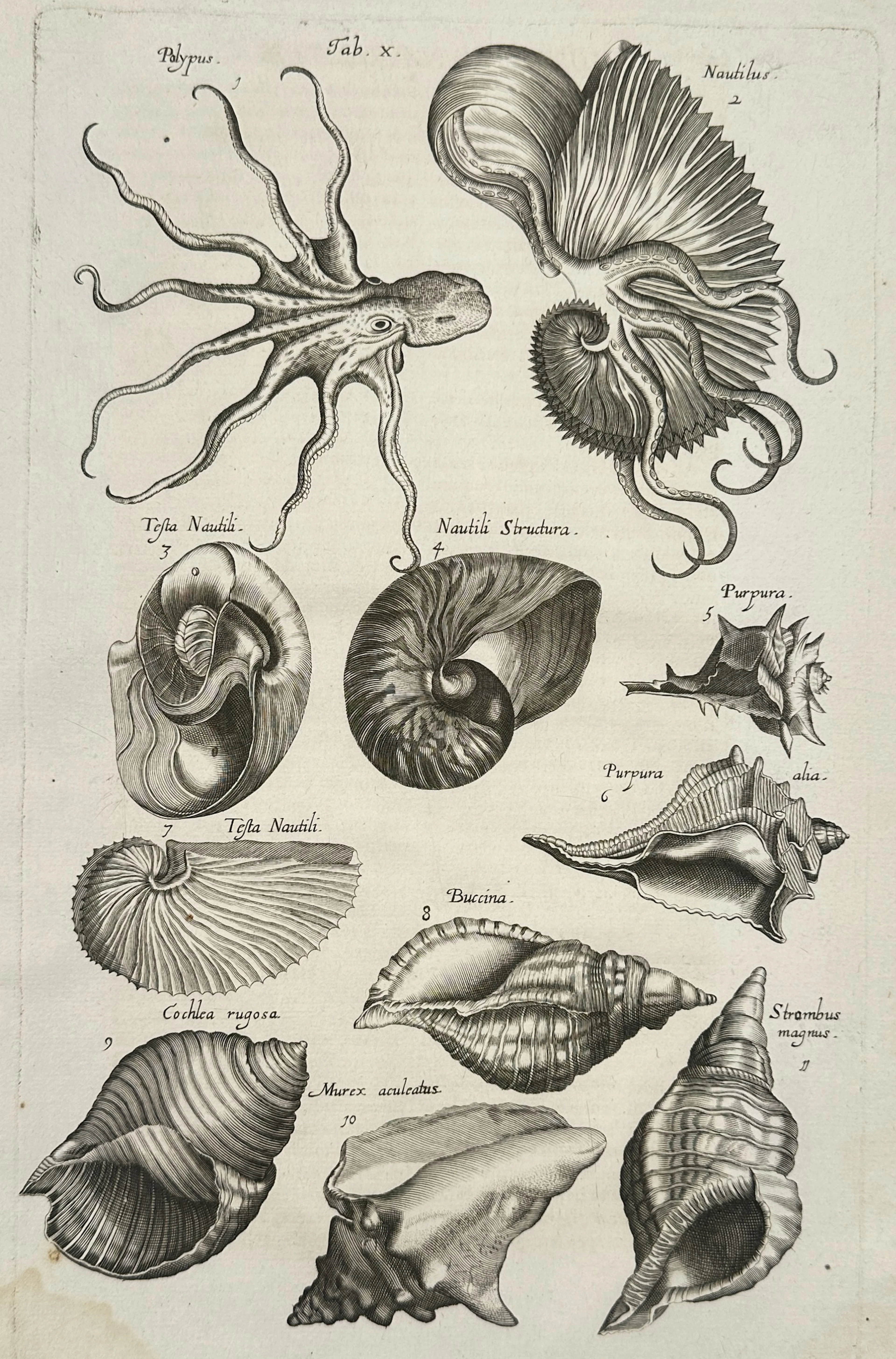 Johannes Jonston (1603-1675) – Octopus, Nautilus, and Shells – Etching (1657)