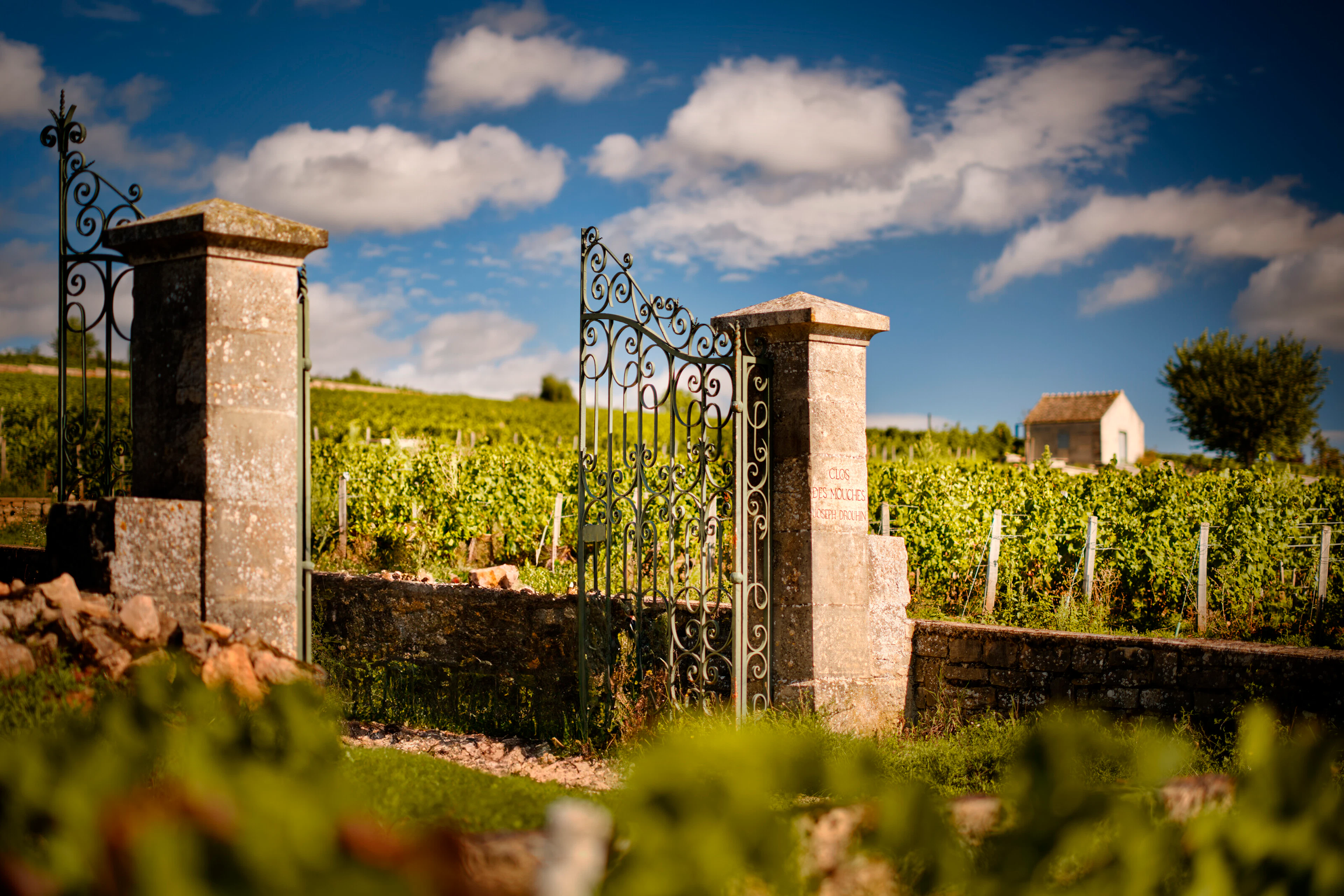 Maison Joseph Drouhin Experience Lot One