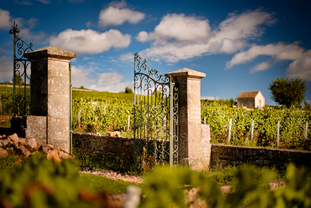 Maison Joseph Drouhin Experience Lot One