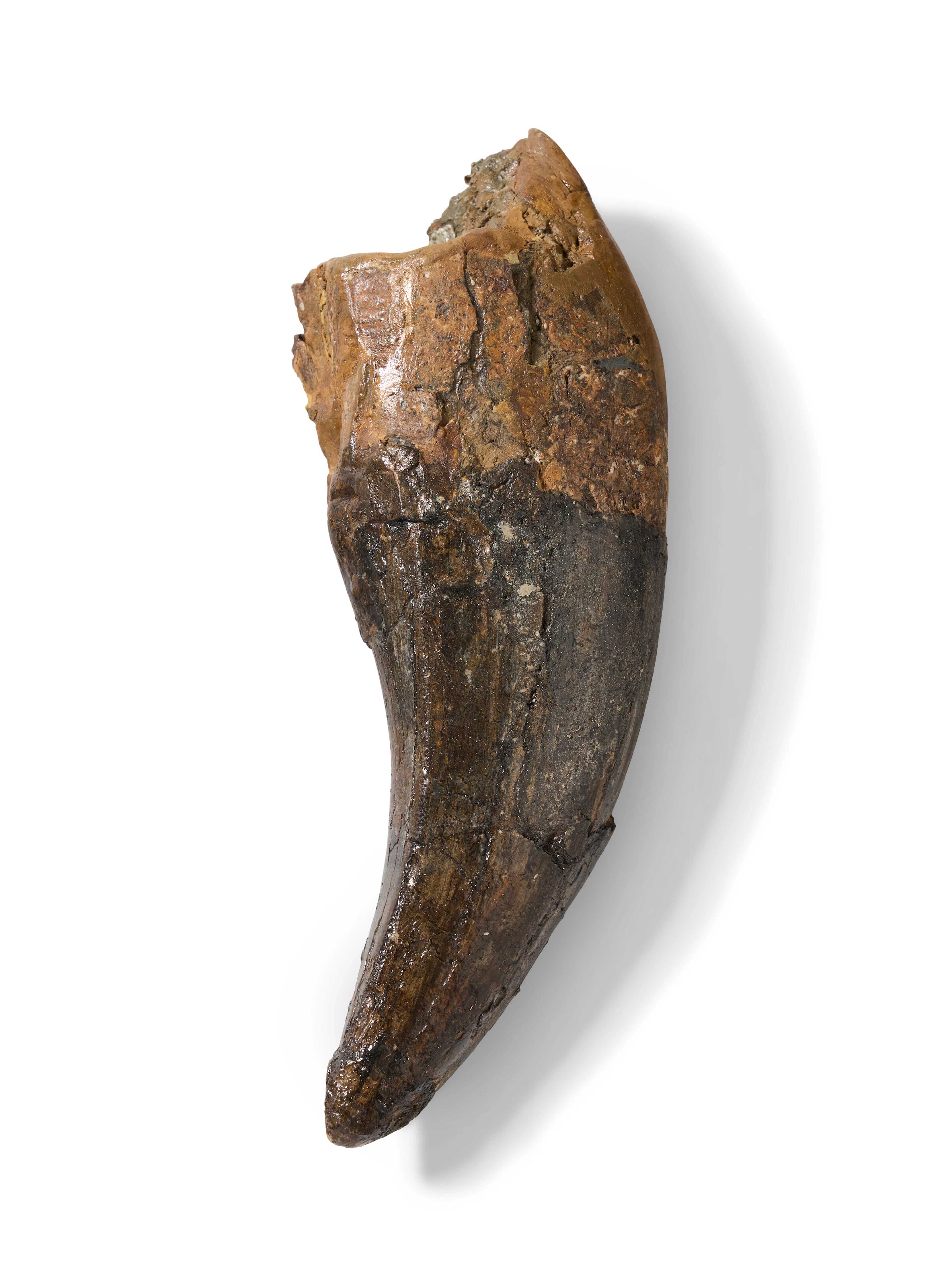 The Tooth of a Tyrannosaurus Rex