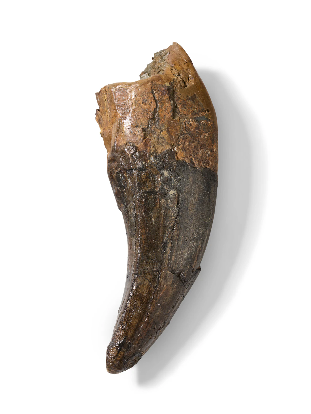 The Tooth of a Tyrannosaurus Rex