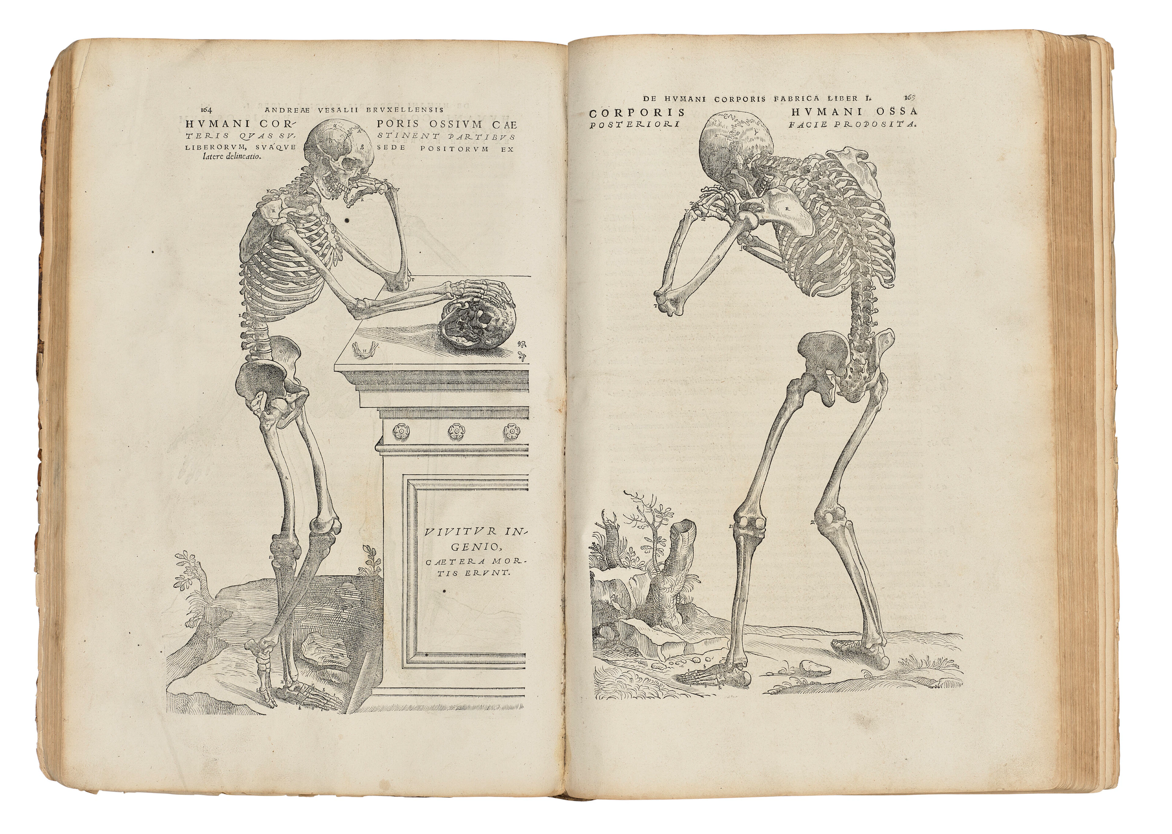 VESALIUS, Andreas (1514-64)