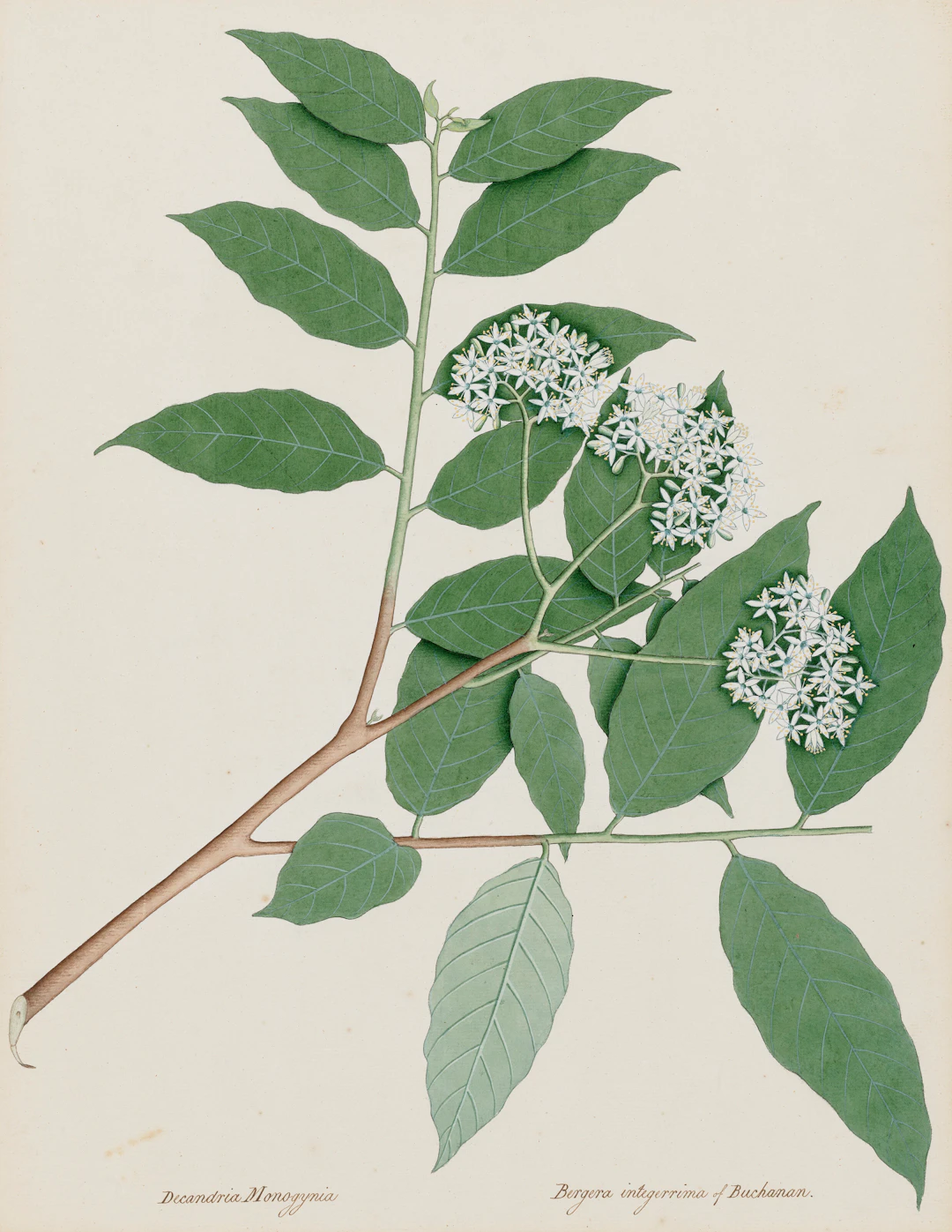 Micromelum Integerrimum