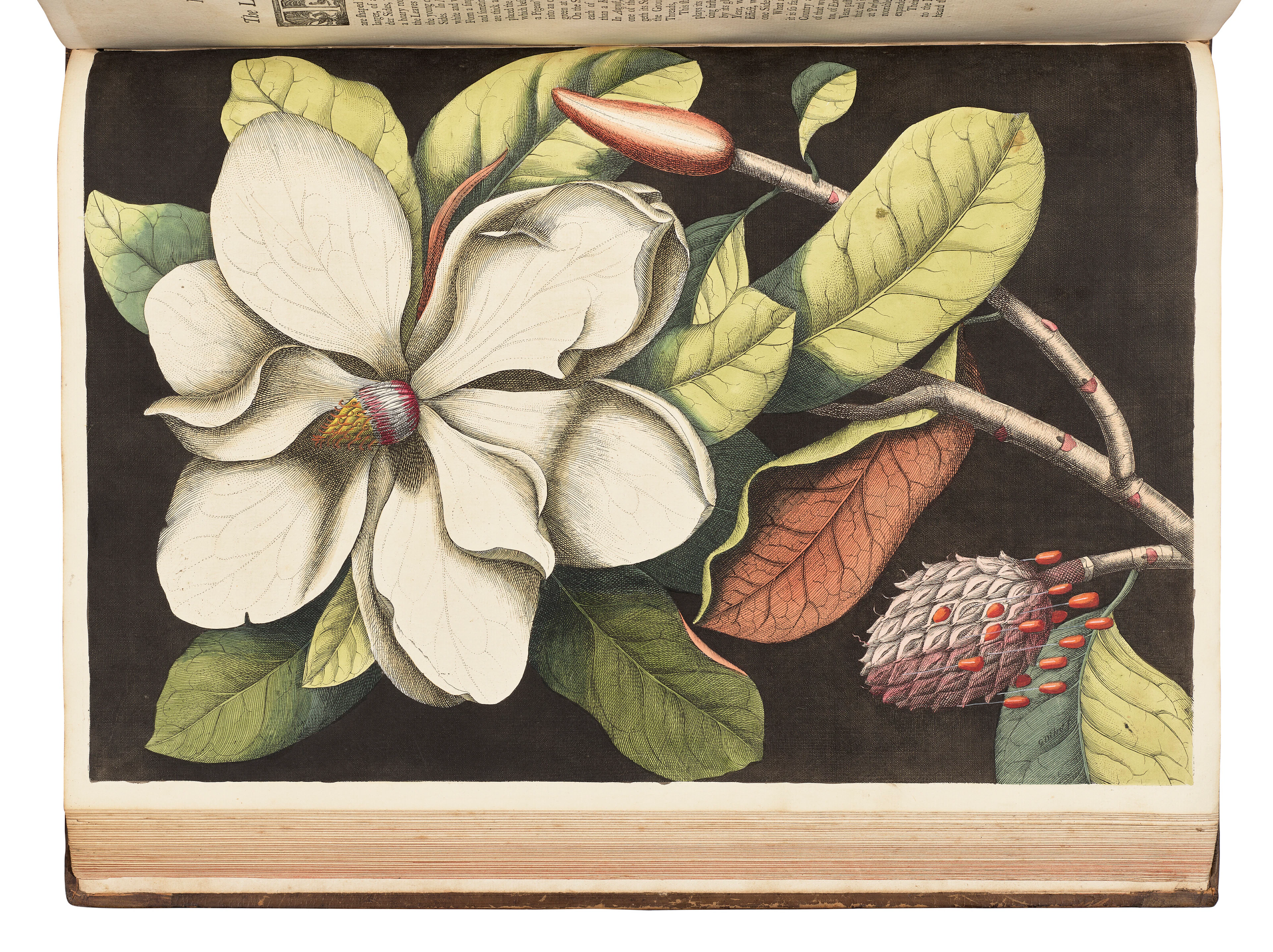 Catesby, Mark (1682-1749)