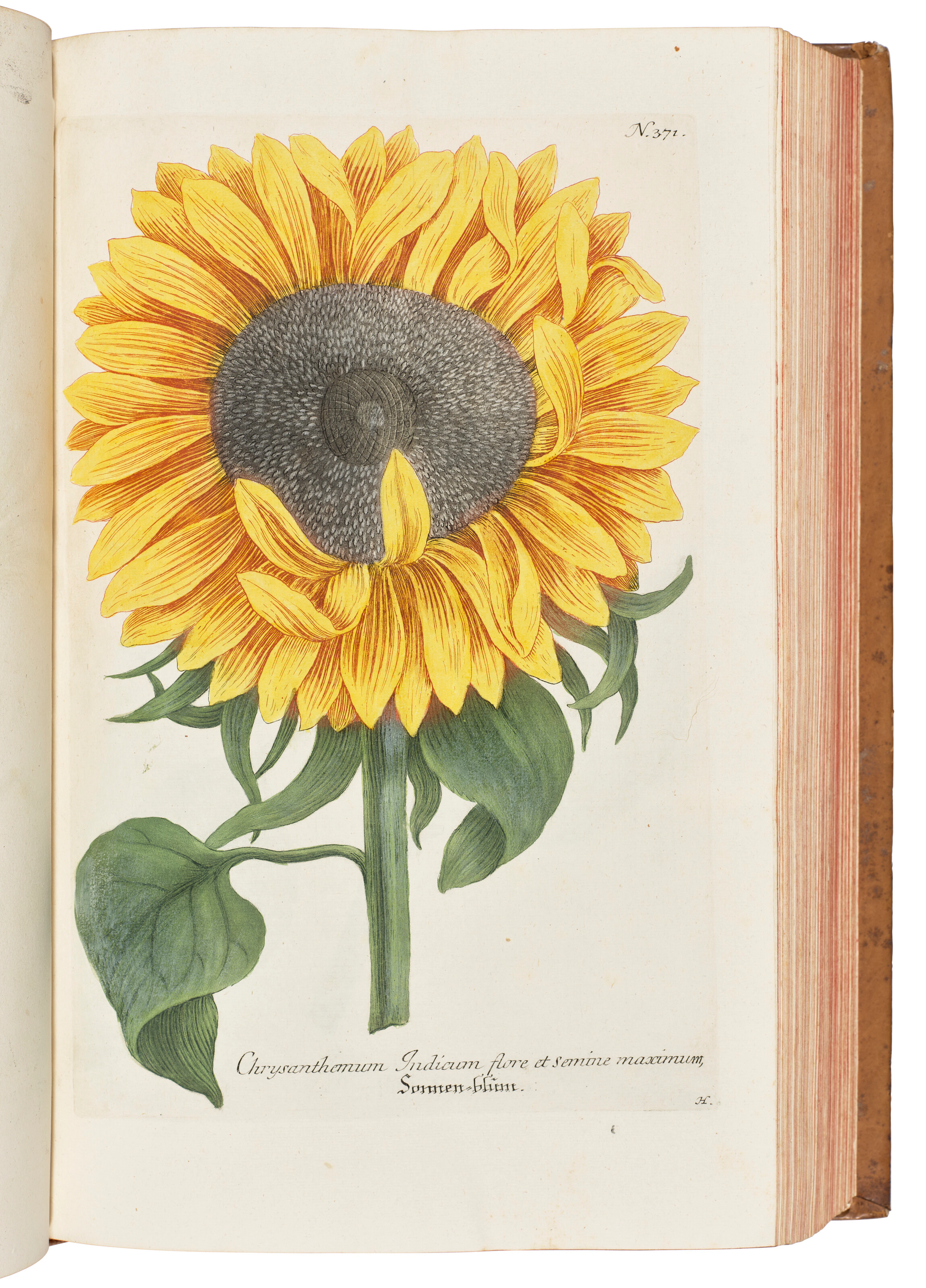 Weinmann, Johann Wilhelm (1683-1741)