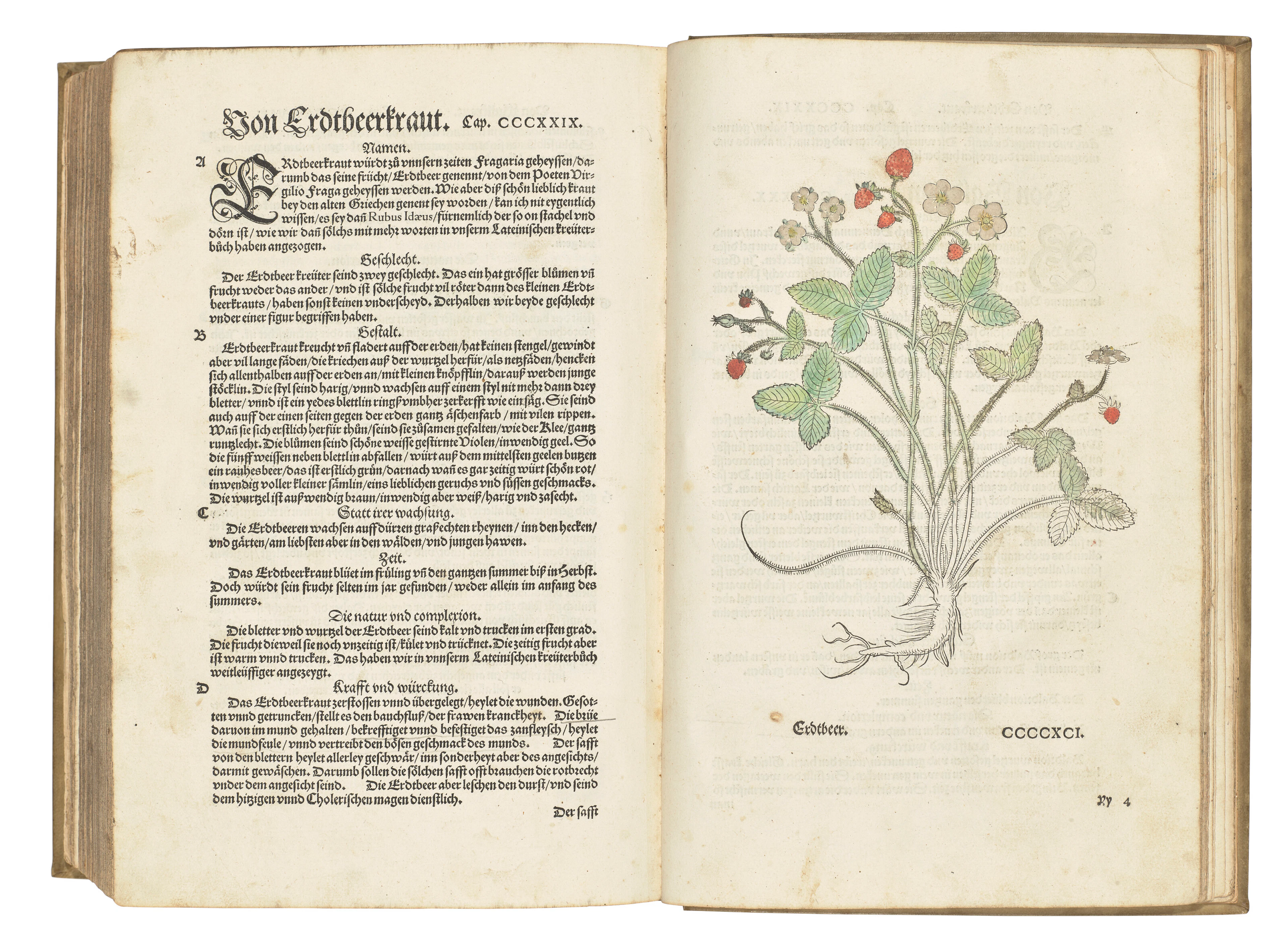FUCHS, Leonhard (1501-1566)