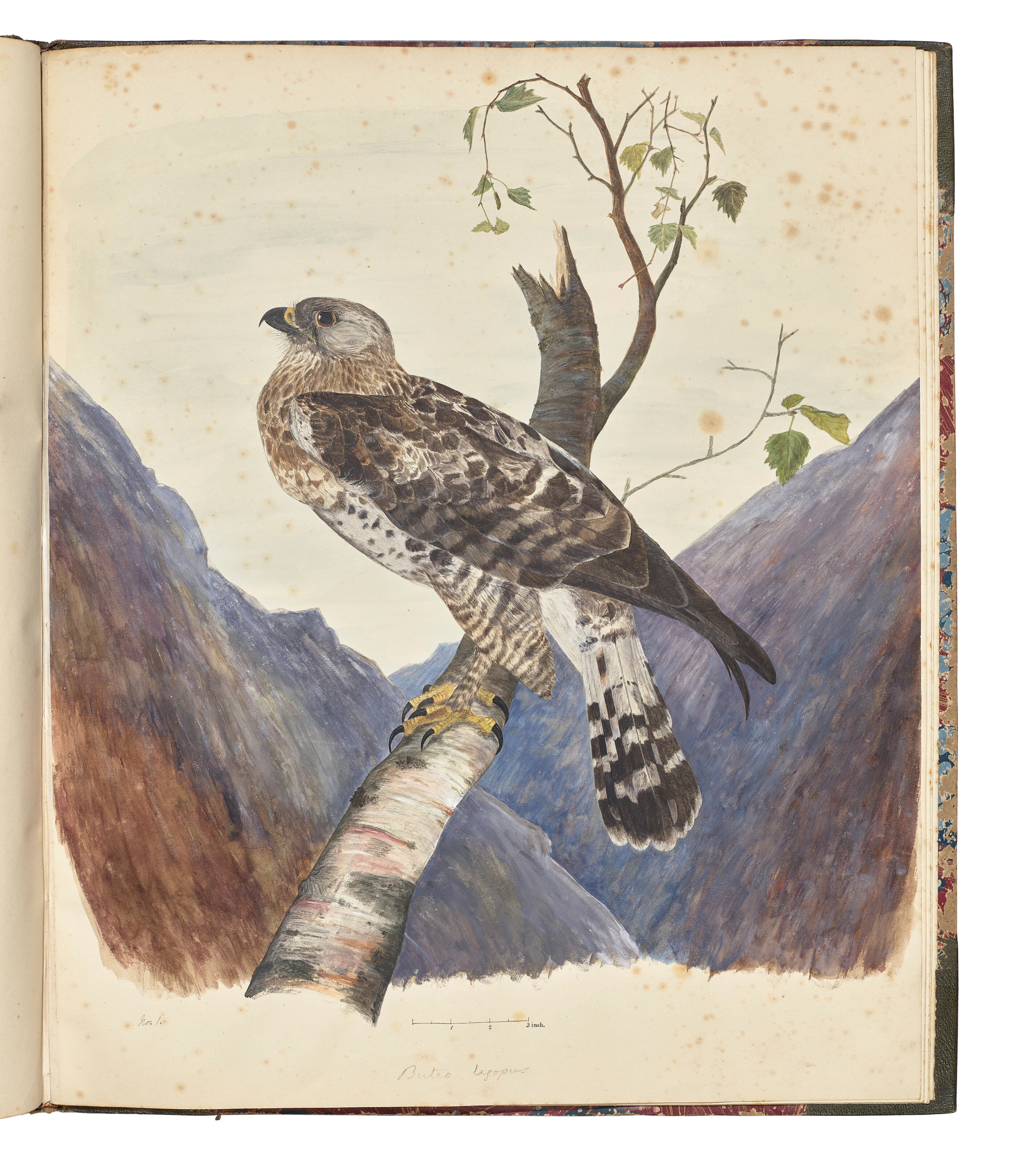 NEWTON, Alfred (1829-1907)