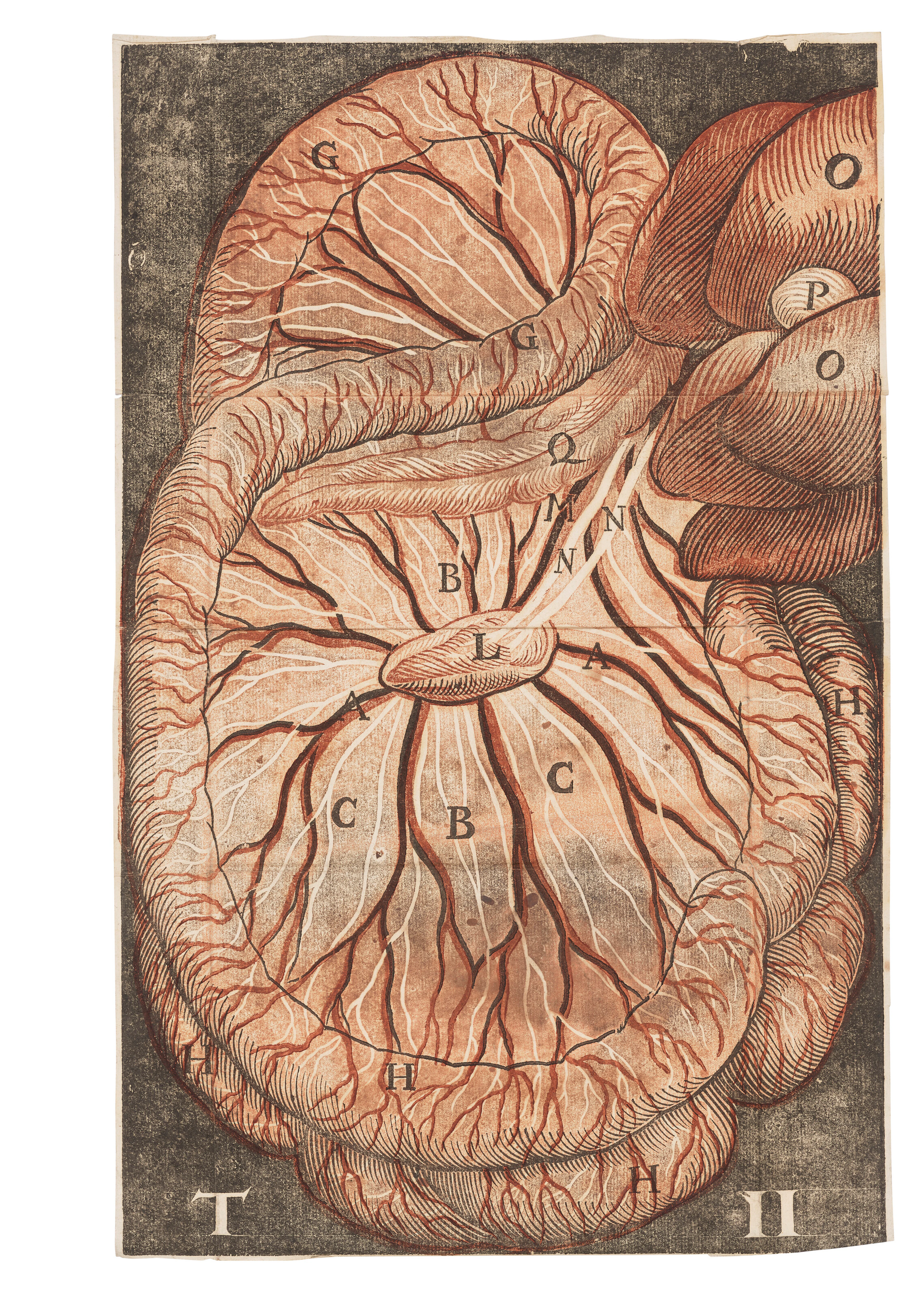 ASELLI, Gaspare (1581-1625)