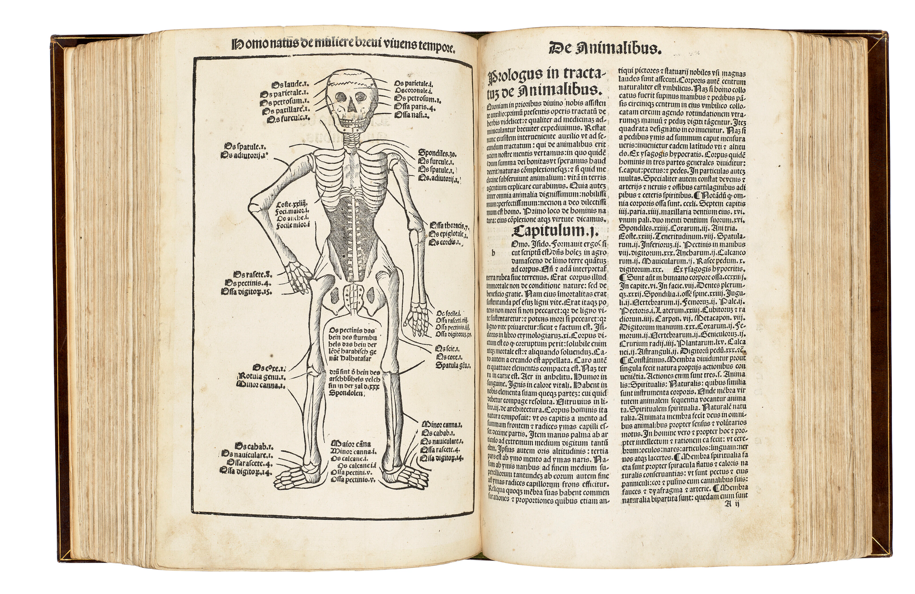 HORTUS SANITATIS