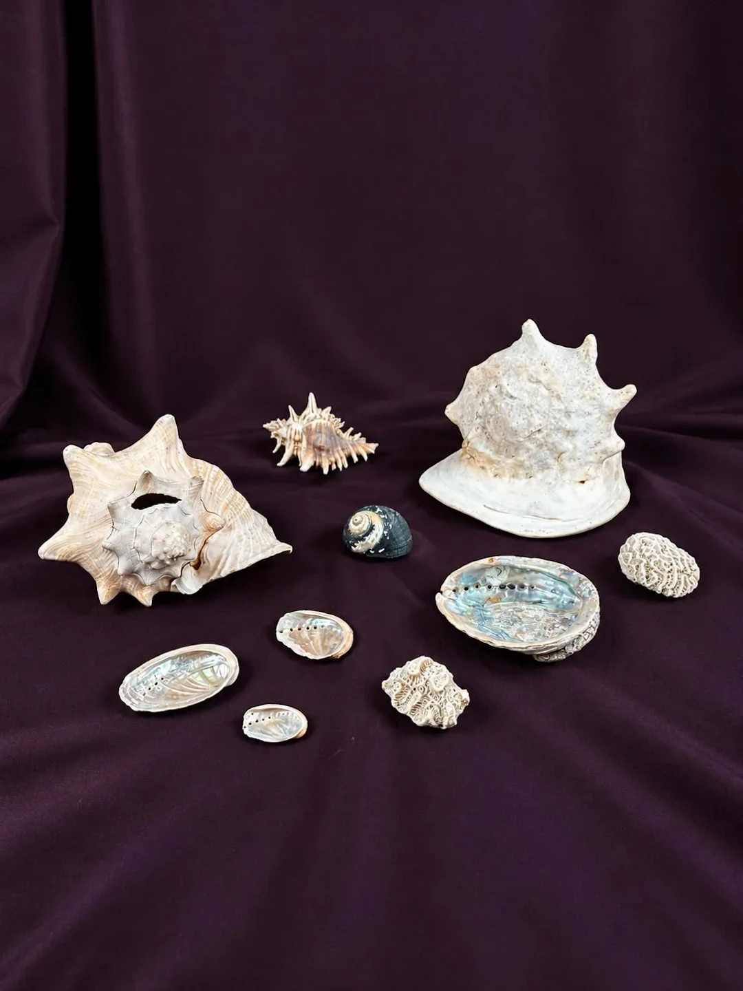 NATURALIA - Lot 6