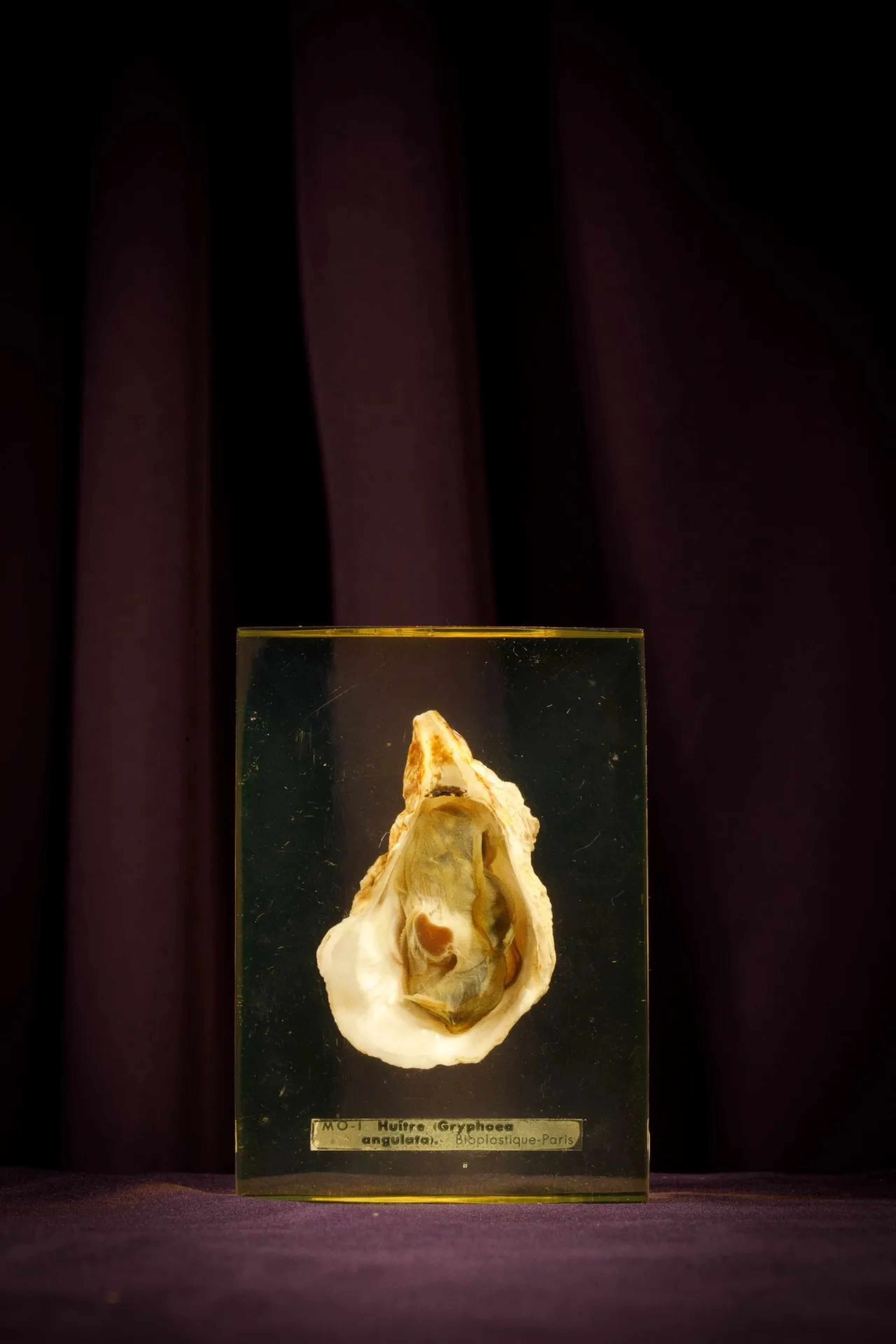 [ARTIFICIALIA] - Lot 141