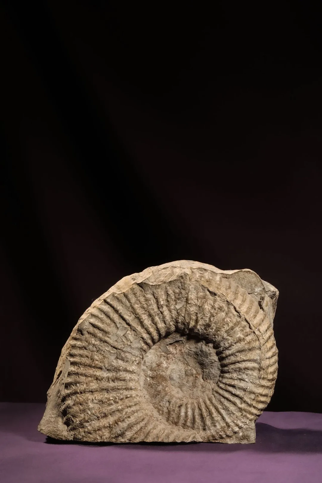[NATURALIA] - Lot 10