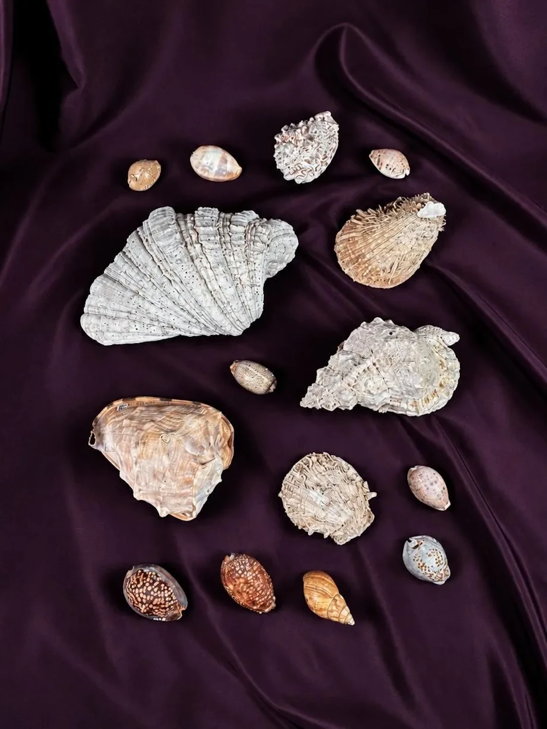 [NATURALIA] - Lot 9