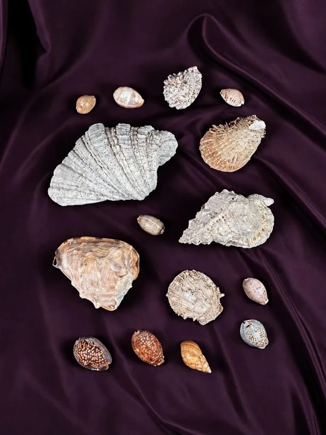[NATURALIA] - Lot 9